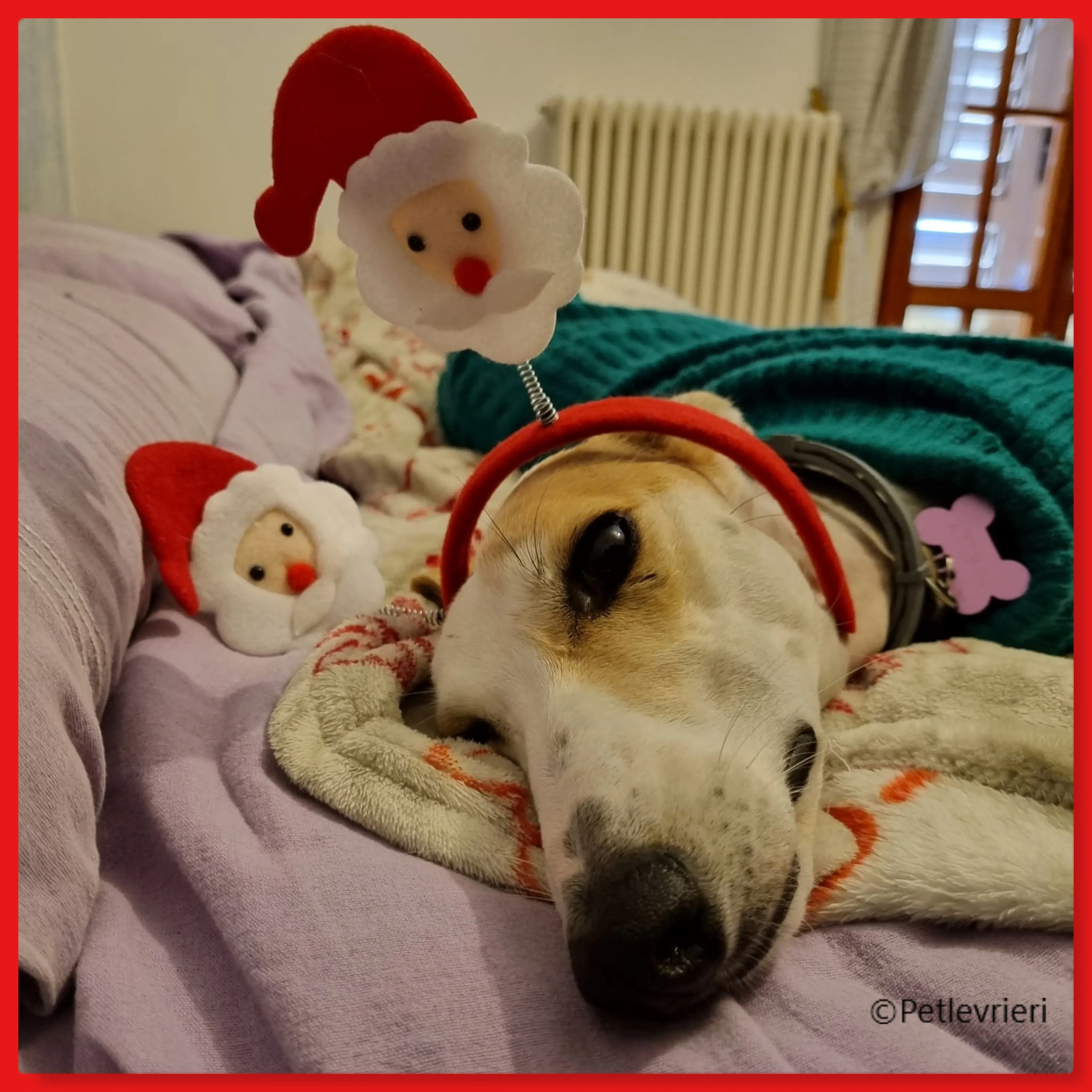 natale 2022 pet levrieri shelly1
