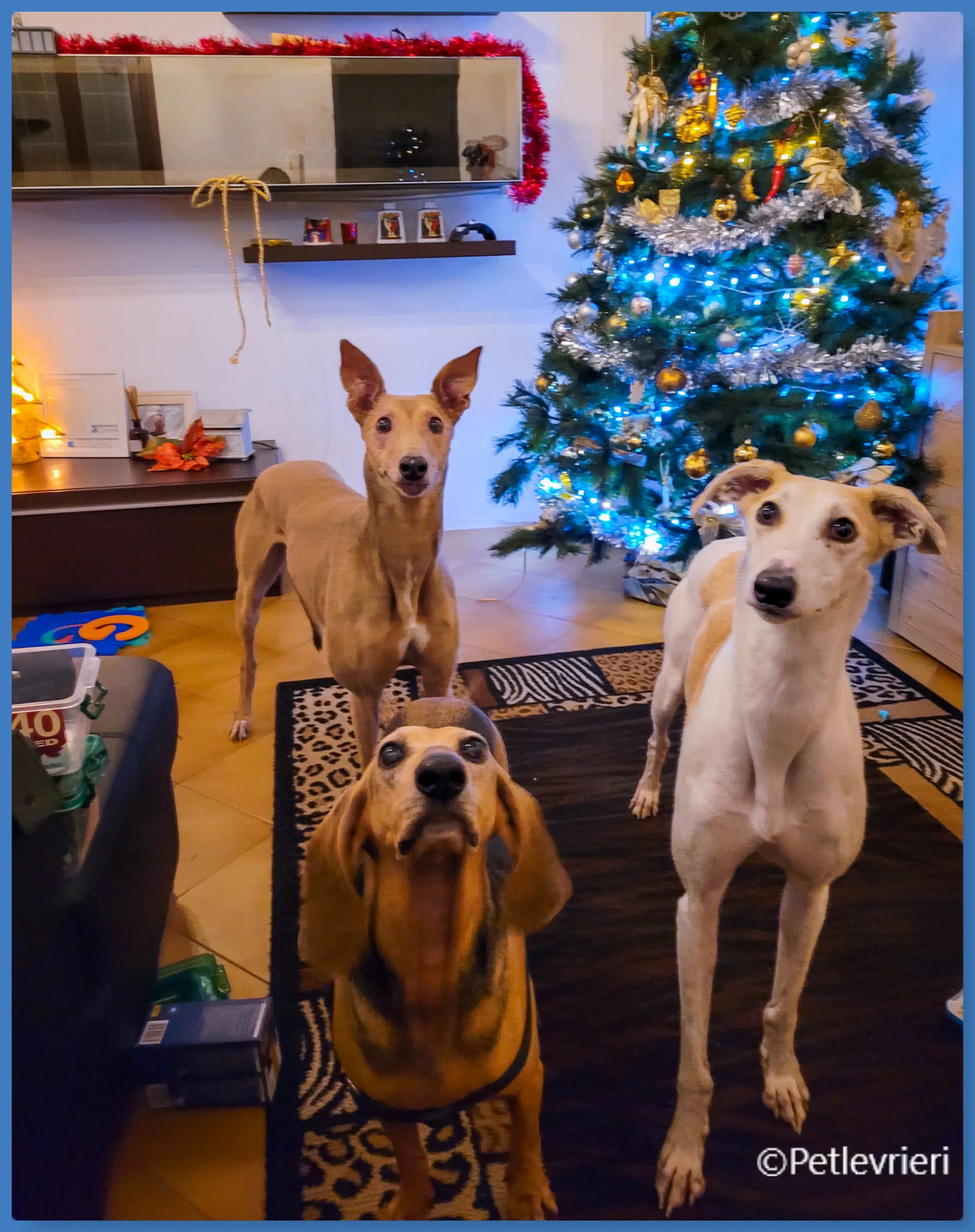 natale 2022 pet levrieri slug bridie peggy