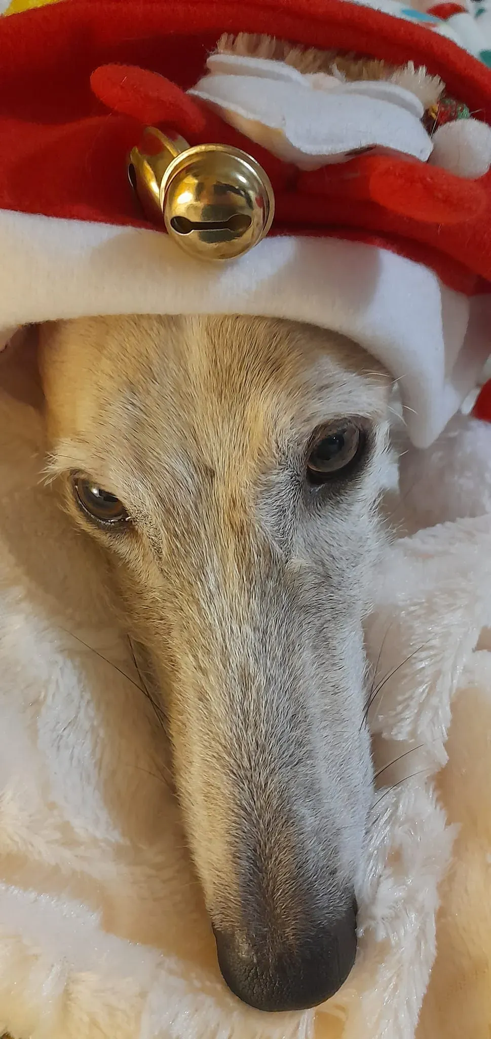 natale 2022 pet levrieri sole