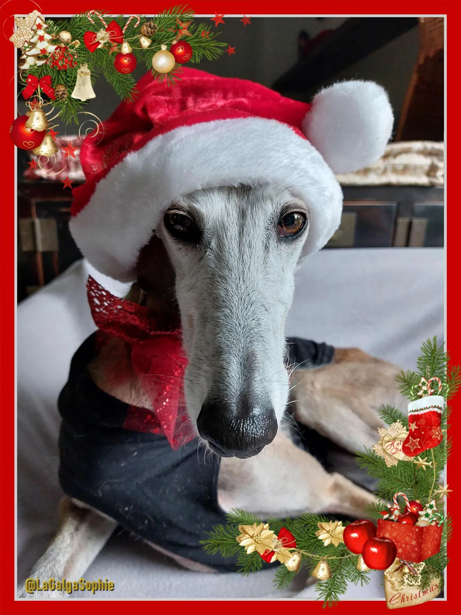 natale 2022 pet levrieri sophie