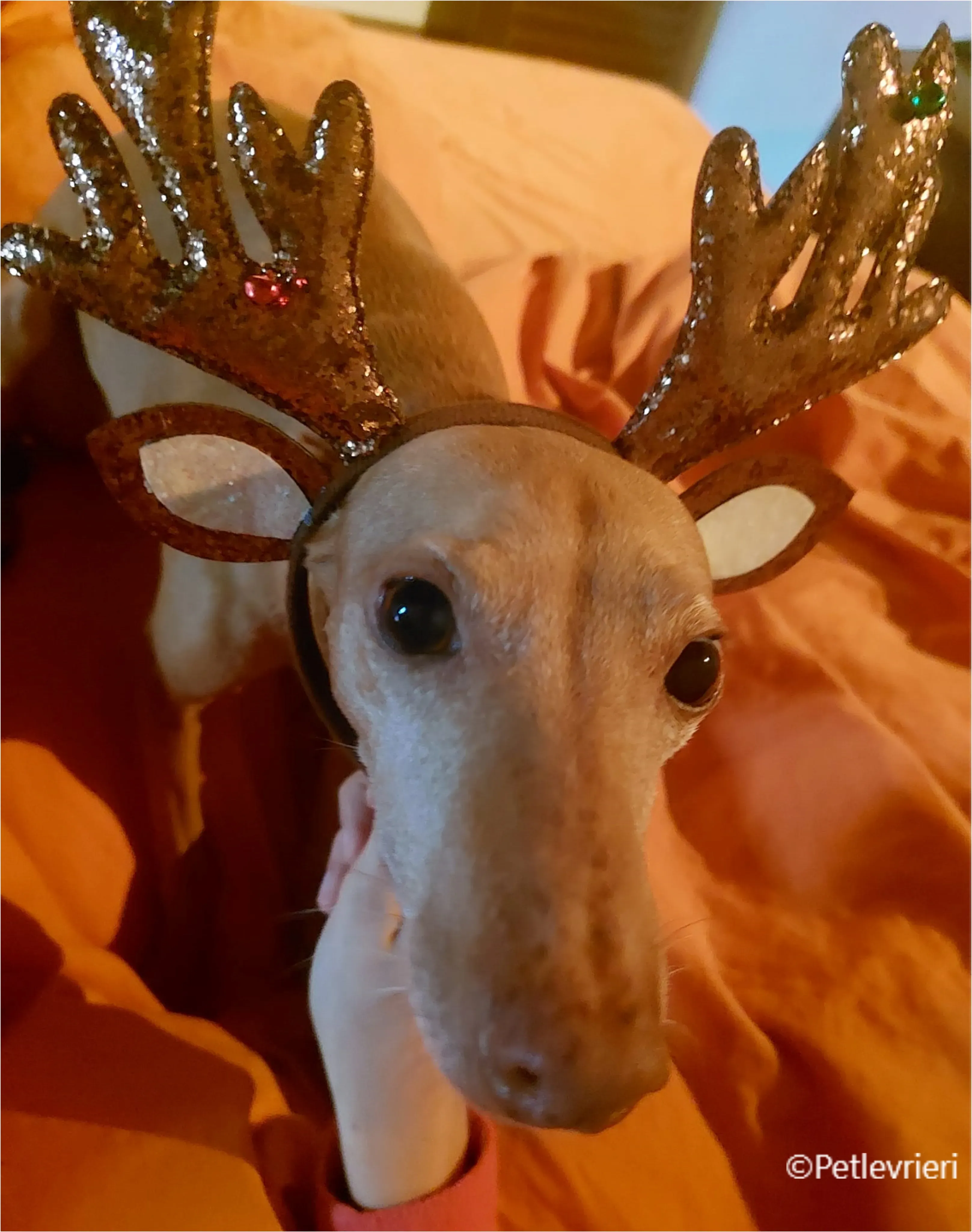 natale 2022 pet levrieri teti