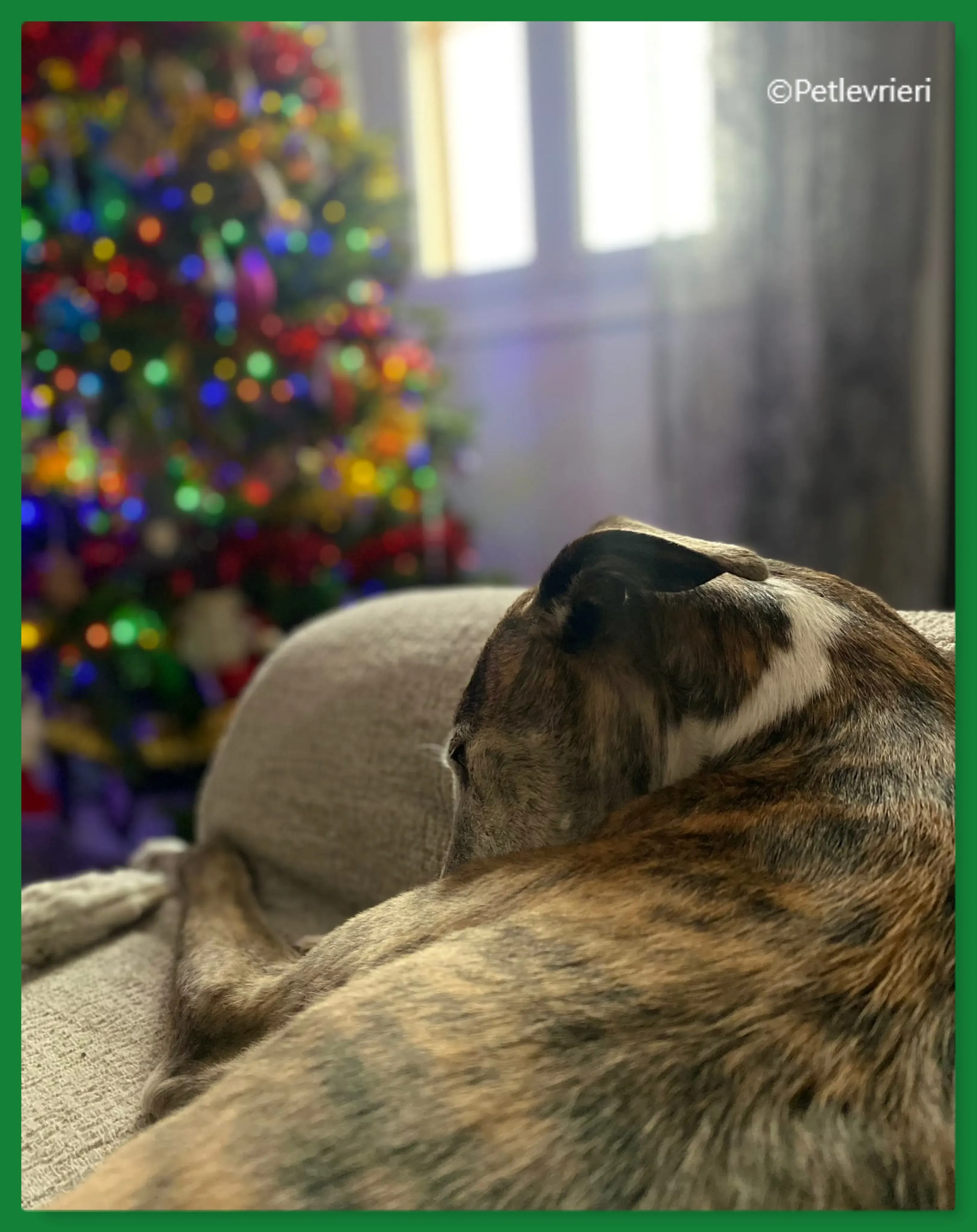 natale 2022 pet levrieri thiago