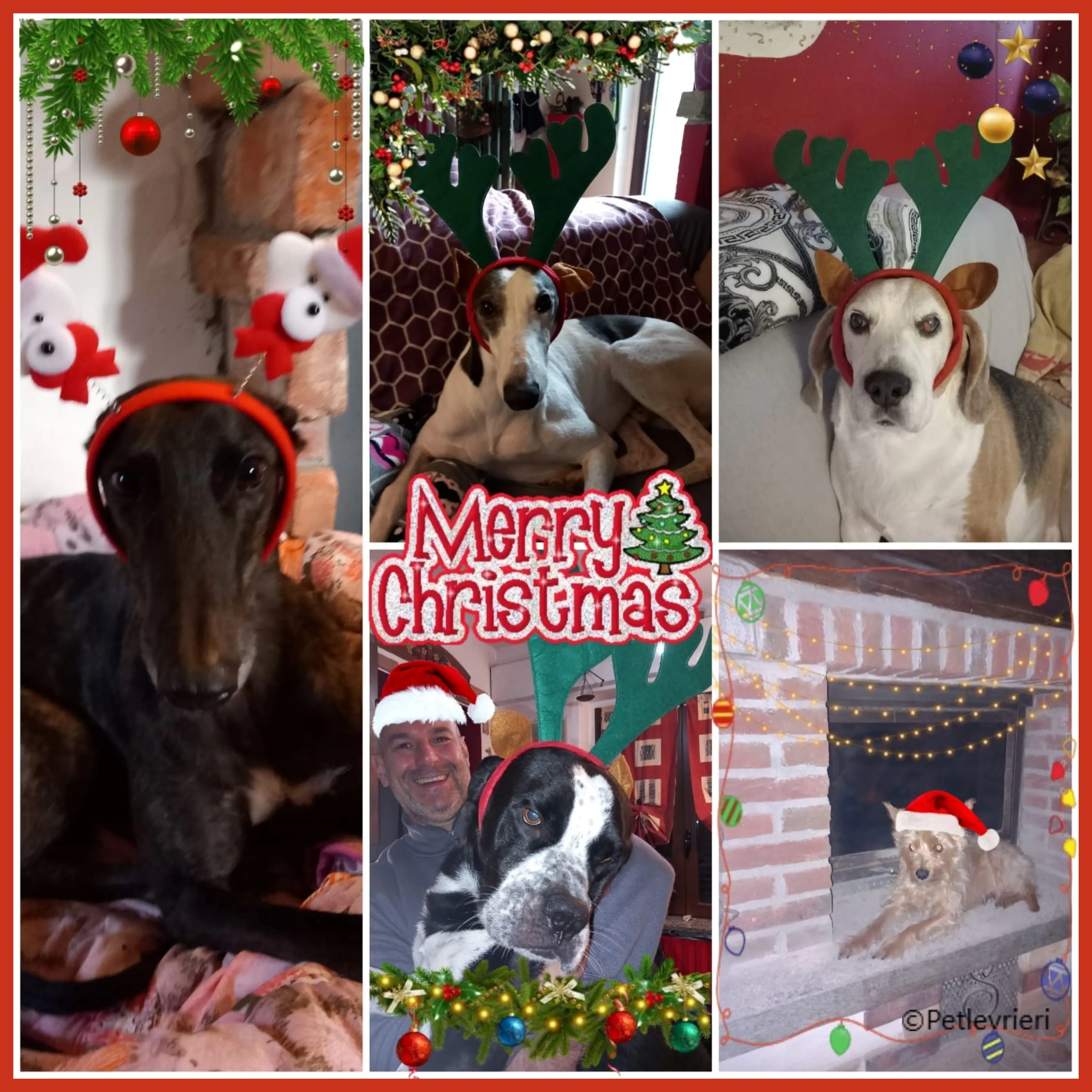 natale 2022 pet levrieri toby vinnie pluto thor romeo