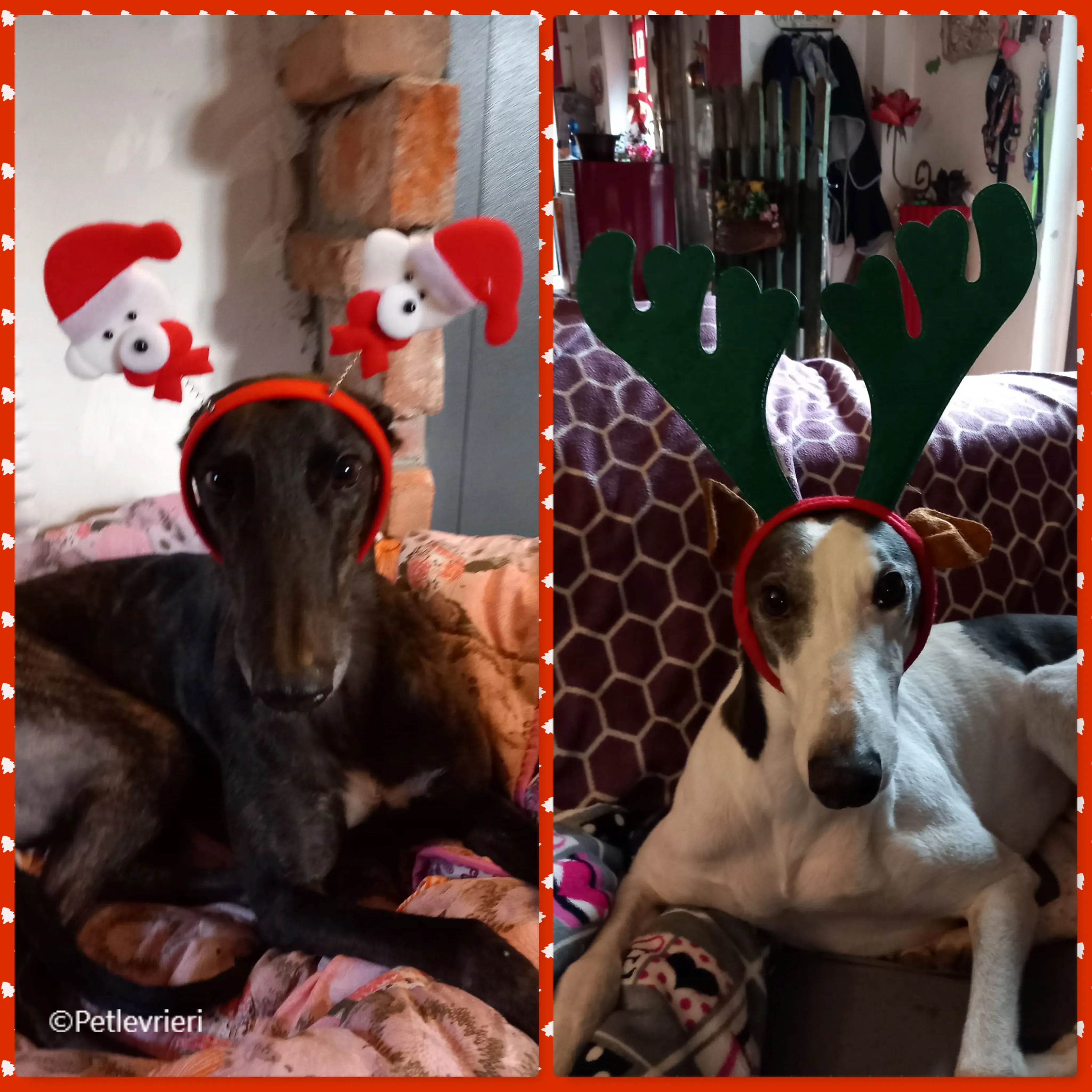 natale 2022 pet levrieri toby vinnie