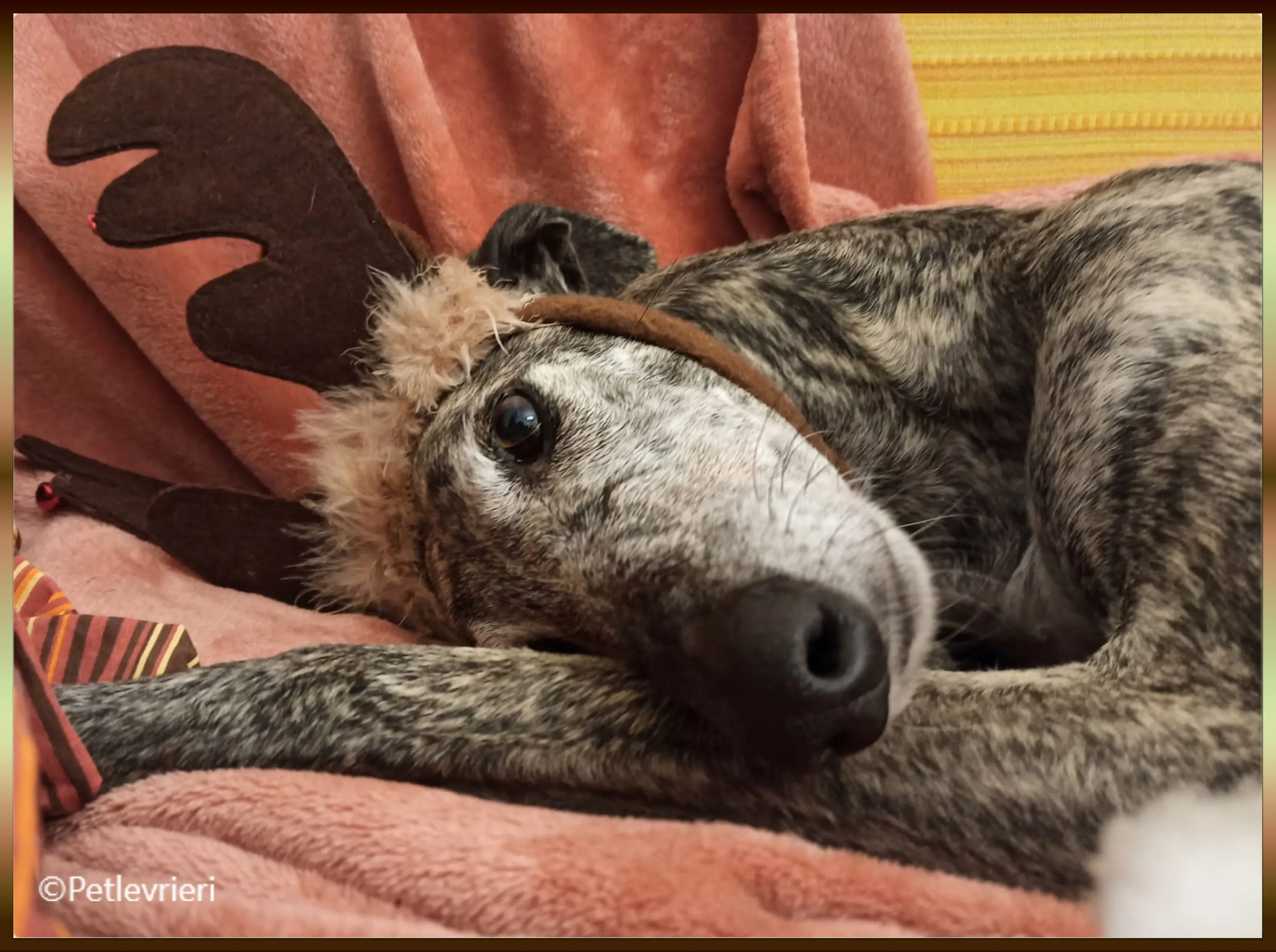 natale 2022 pet levrieri tuula