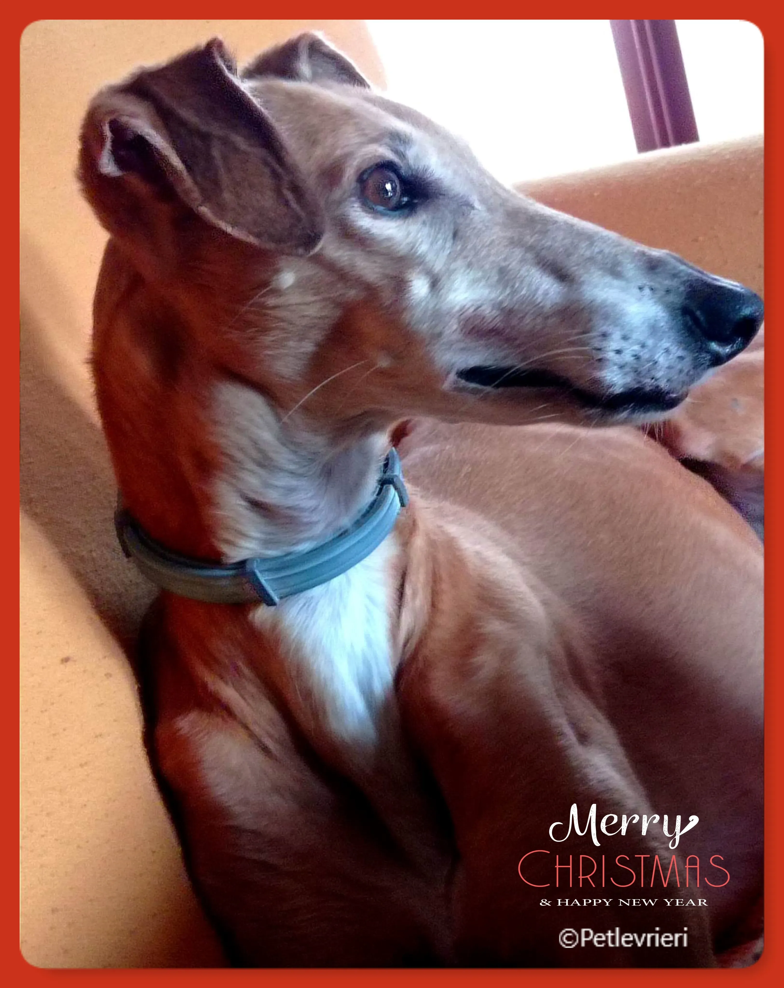 natale 2022 pet levrieri violetta 1