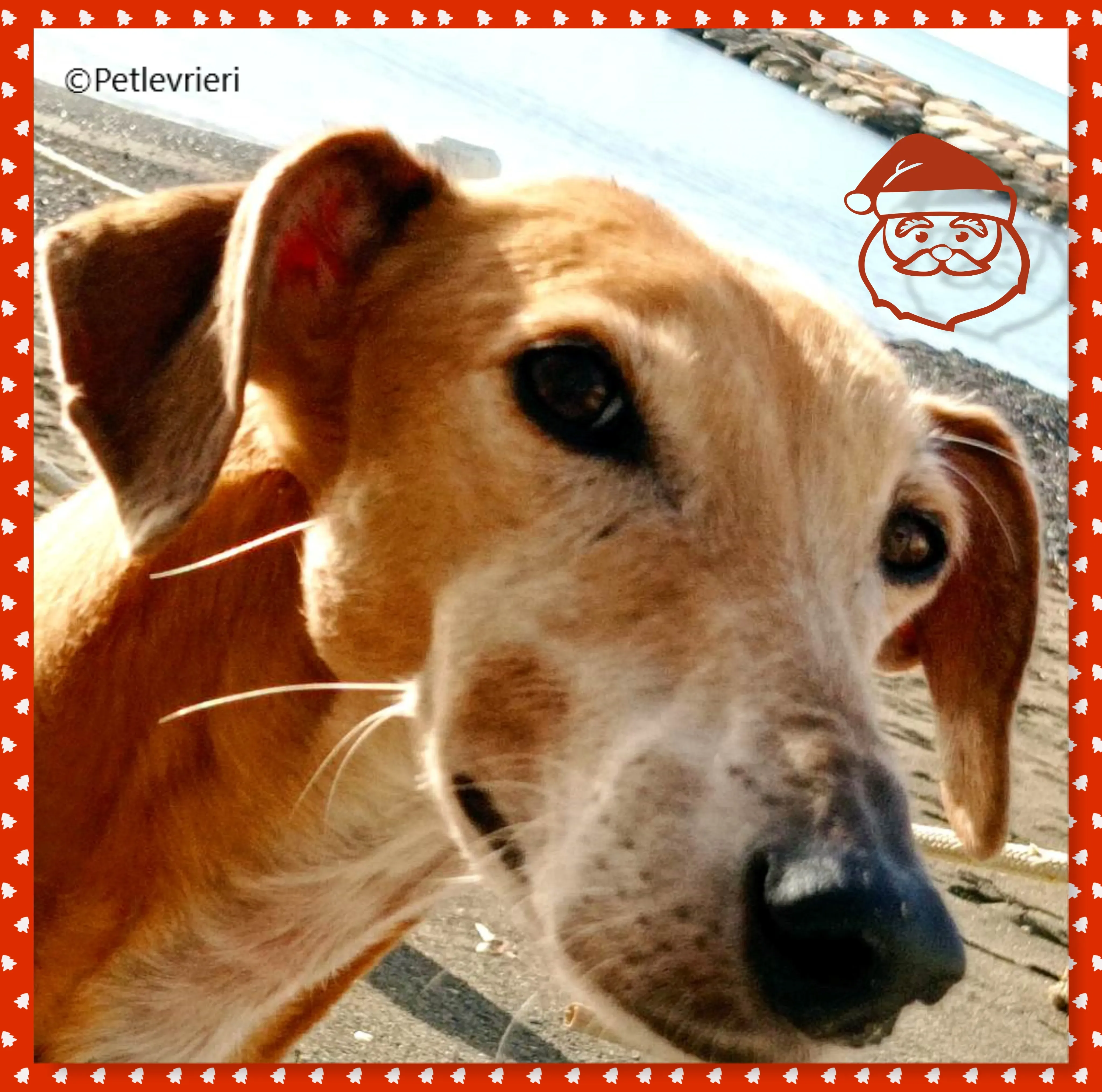 natale 2022 pet levrieri violetta