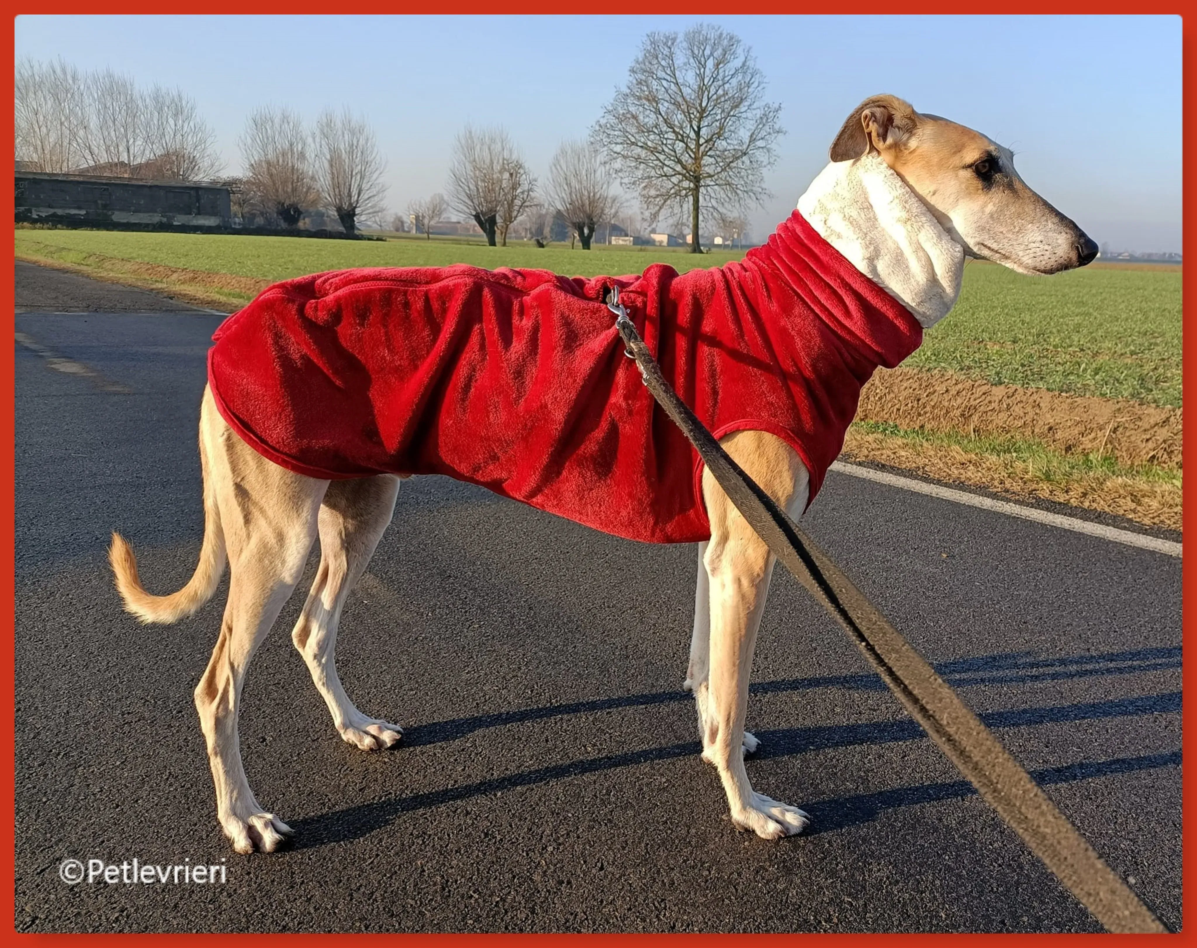 natale 2022 pet levrieri walter