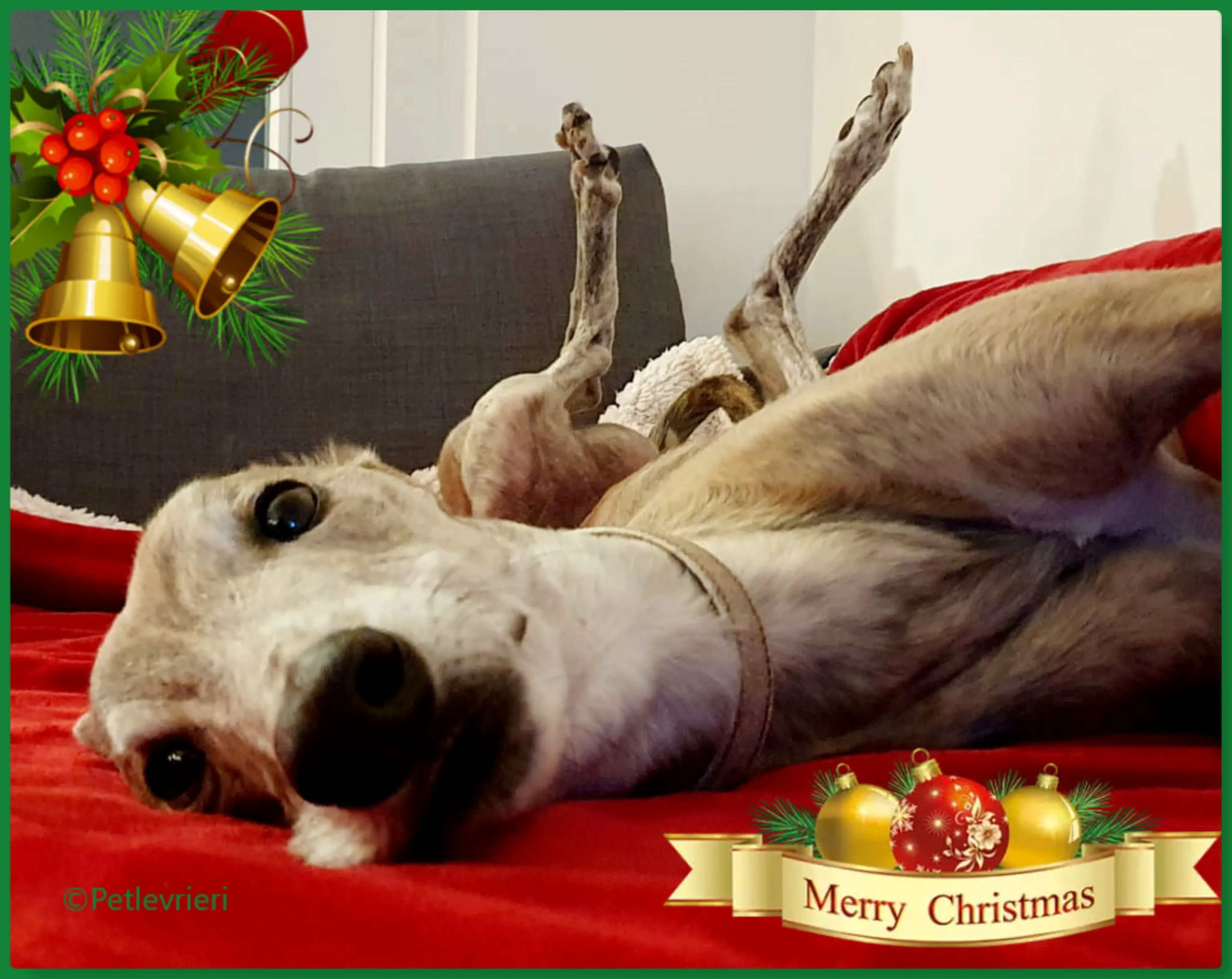 natale 2022 pet levrieri yatecomo