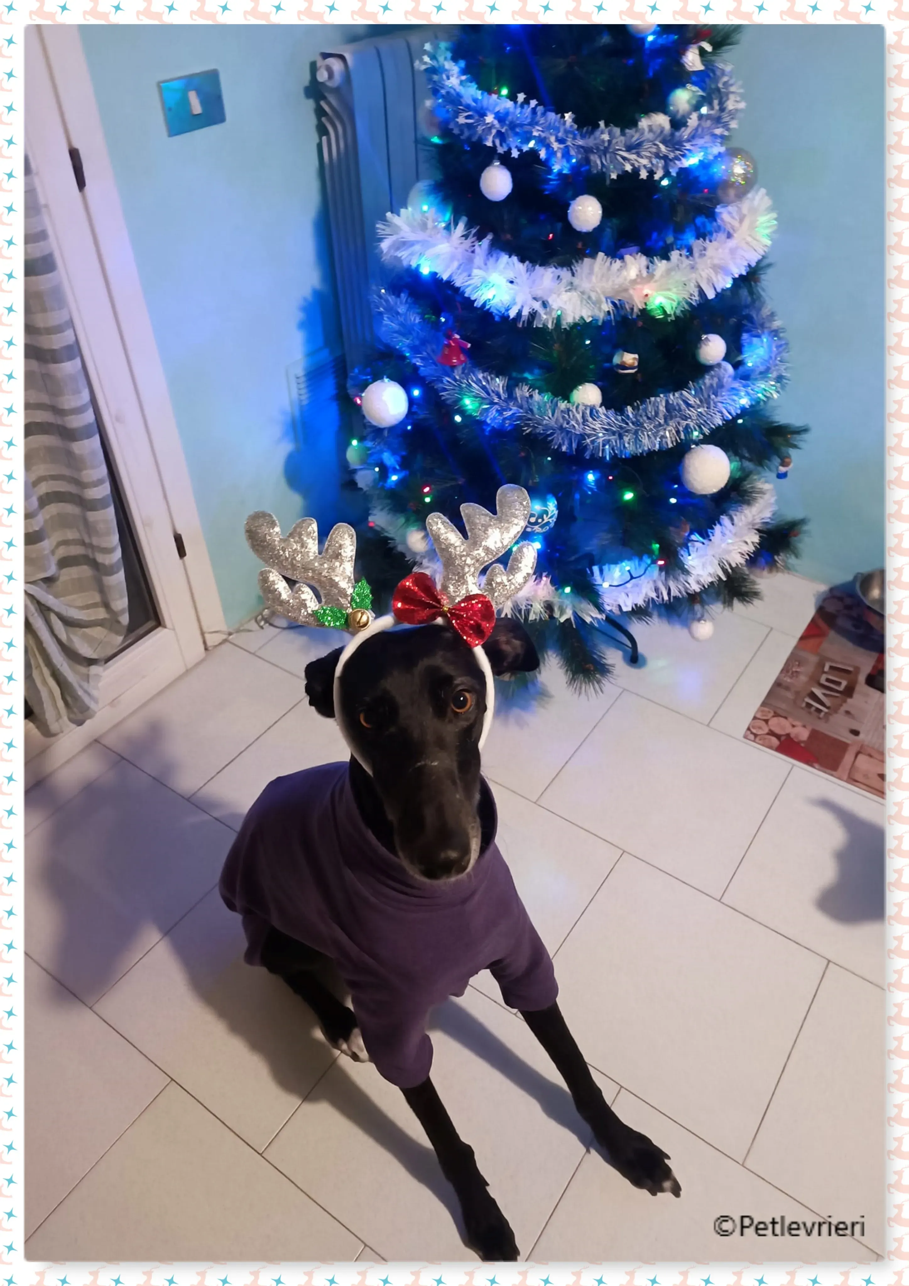 natale 2022 pet levrieri yume