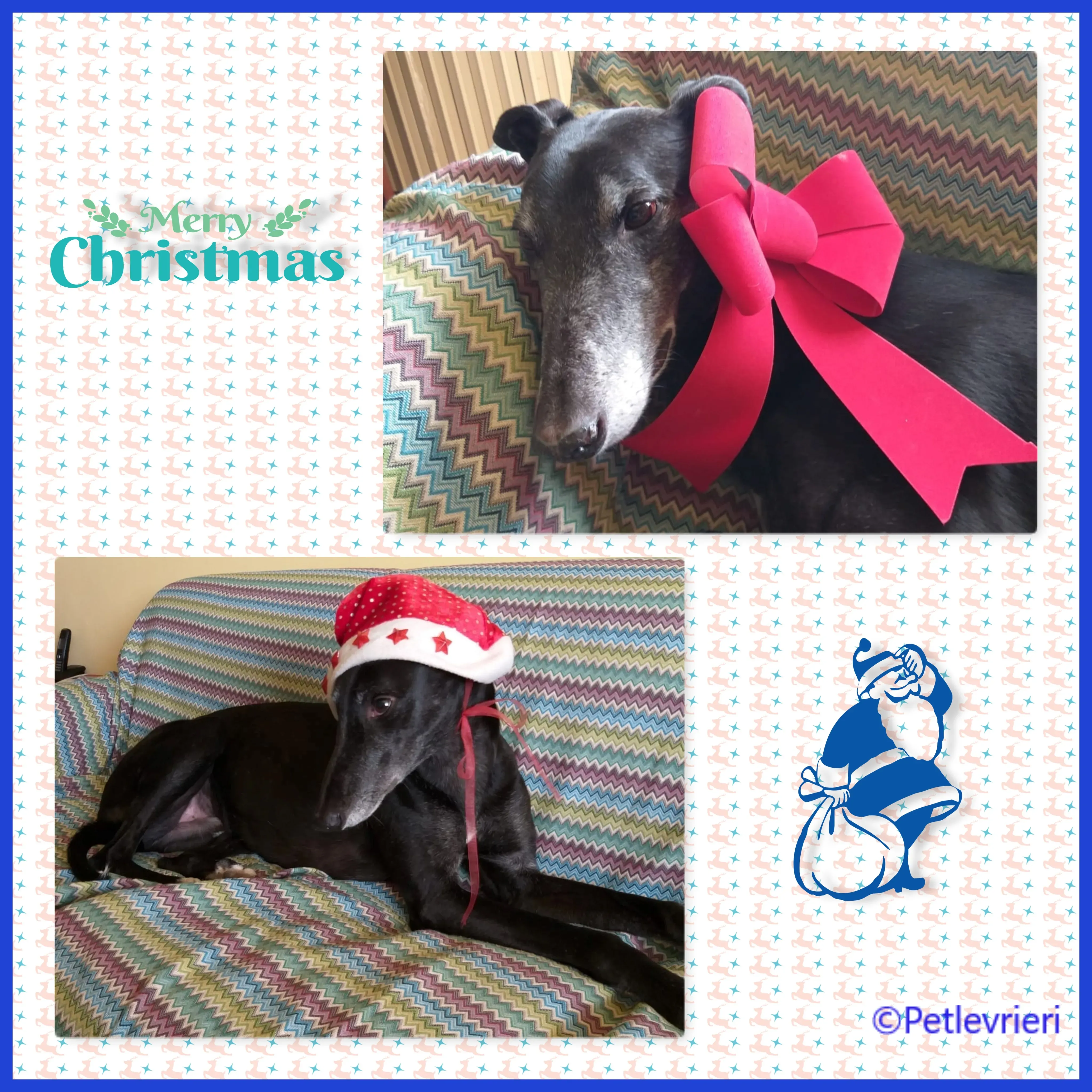 natale 2022 pet levrieri ziggy hugo