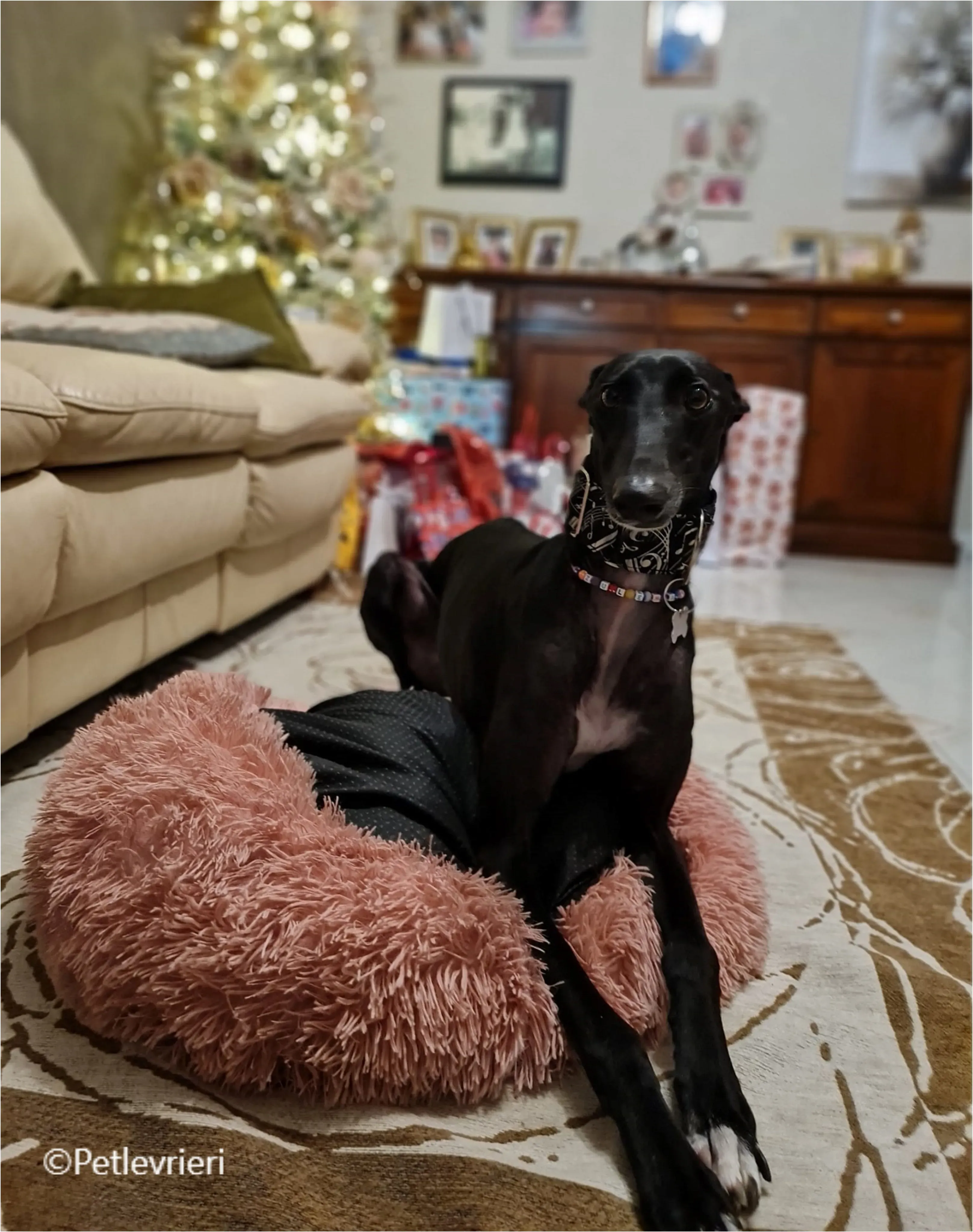 natale 2022 pet levrieri zulema