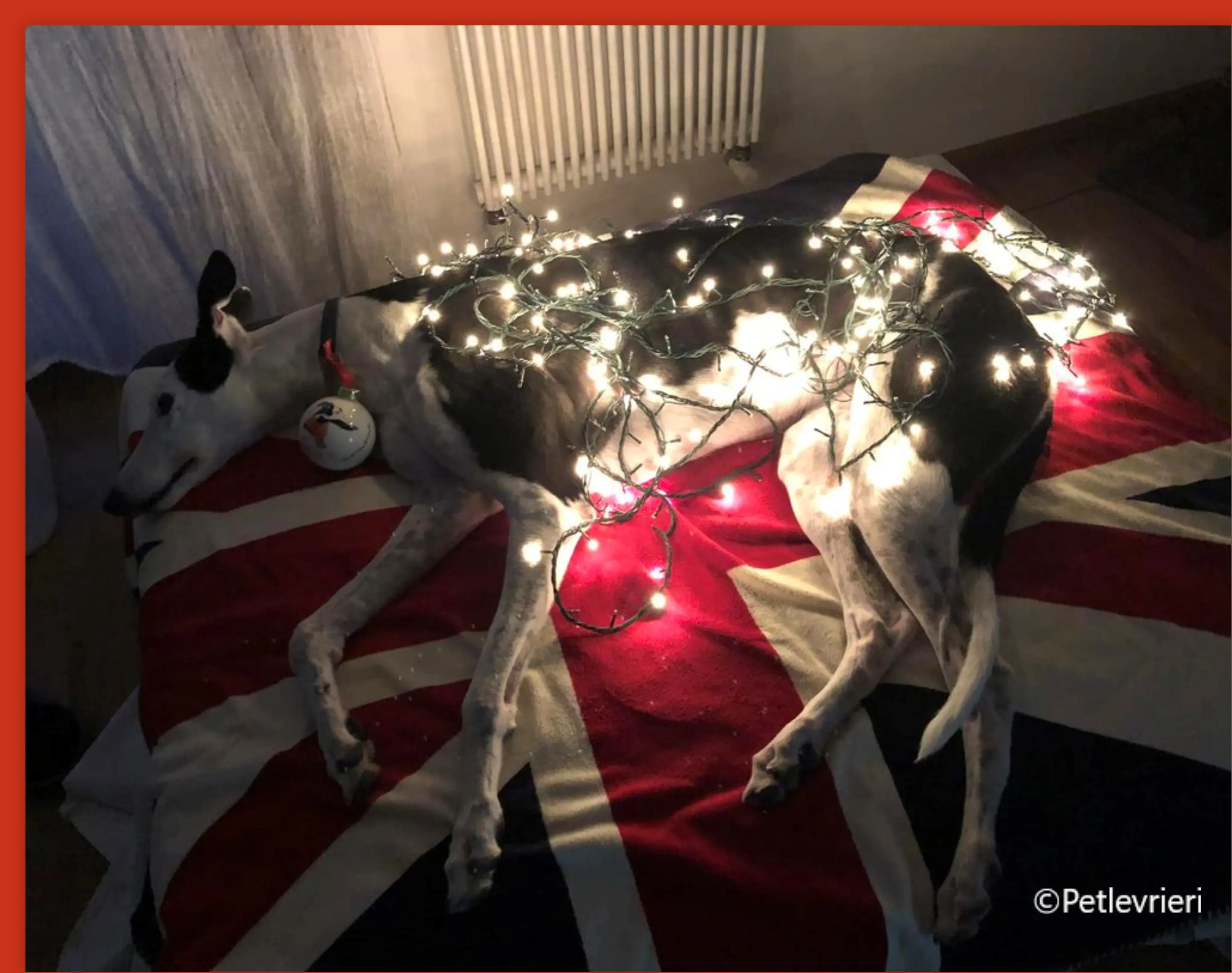 natale 2022 pet levrieri