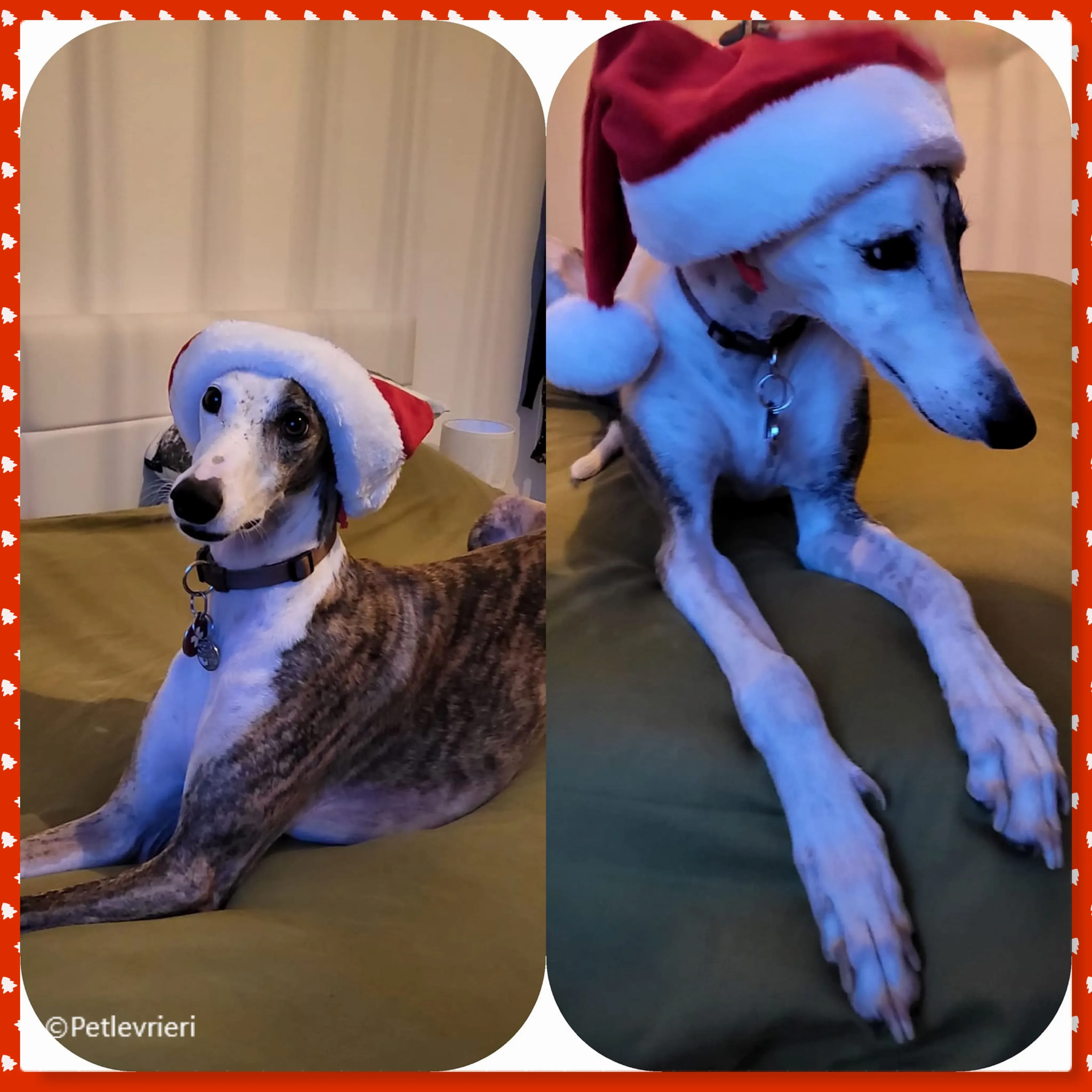 natale 2022.pet levrieri marvel emma