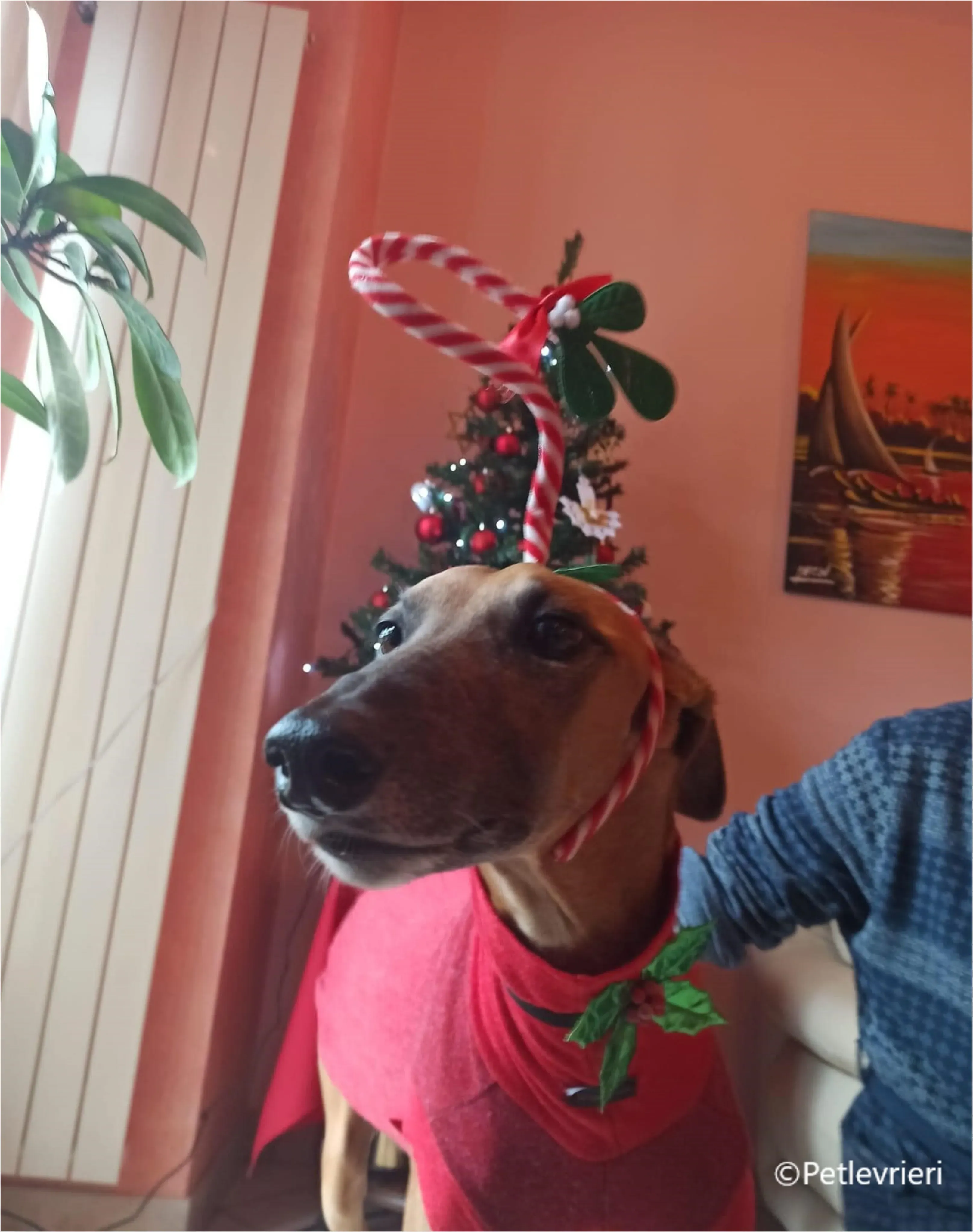 natale 2023 pet levrieri albert