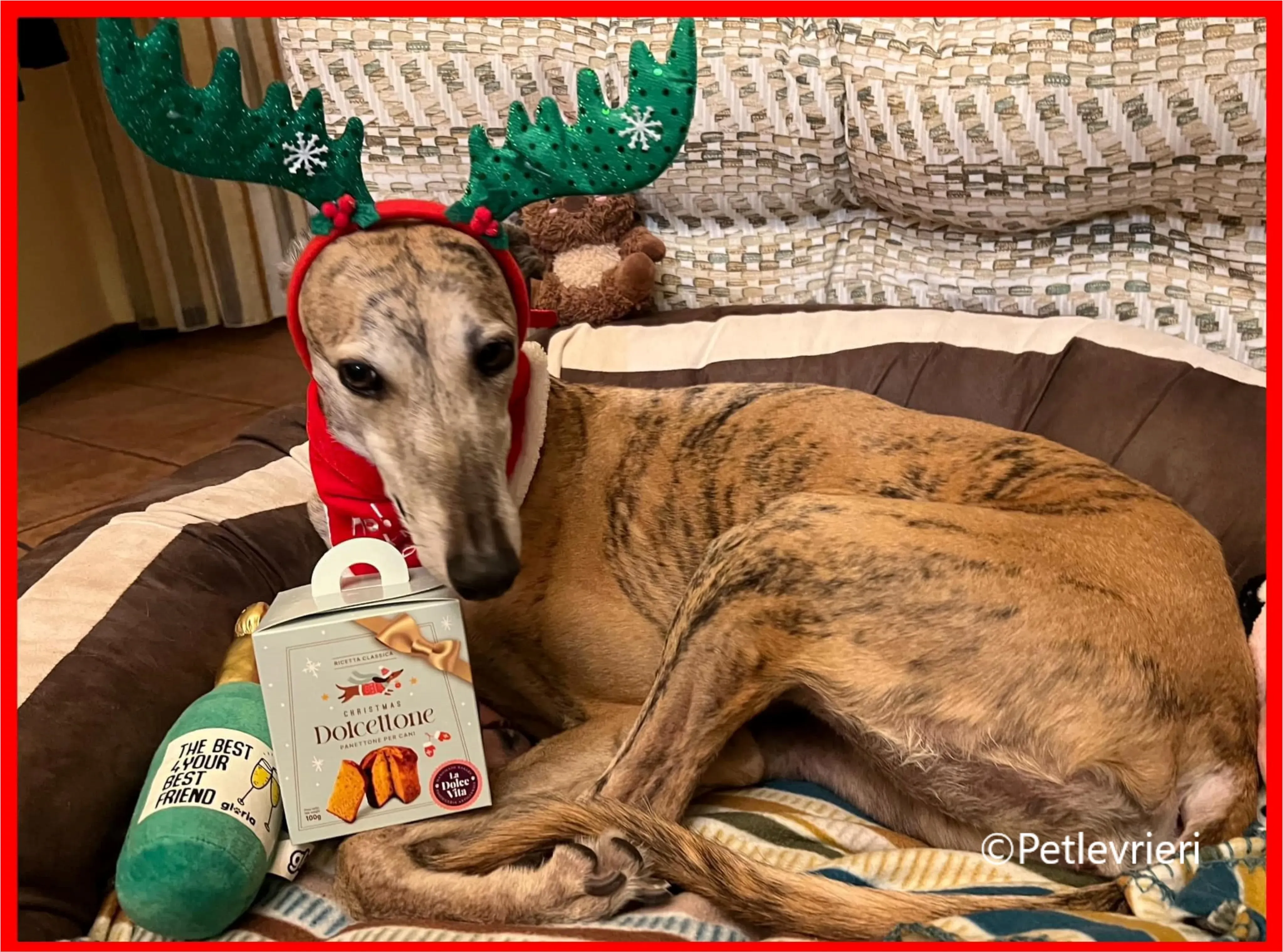 natale 2023 pet levrieri alice