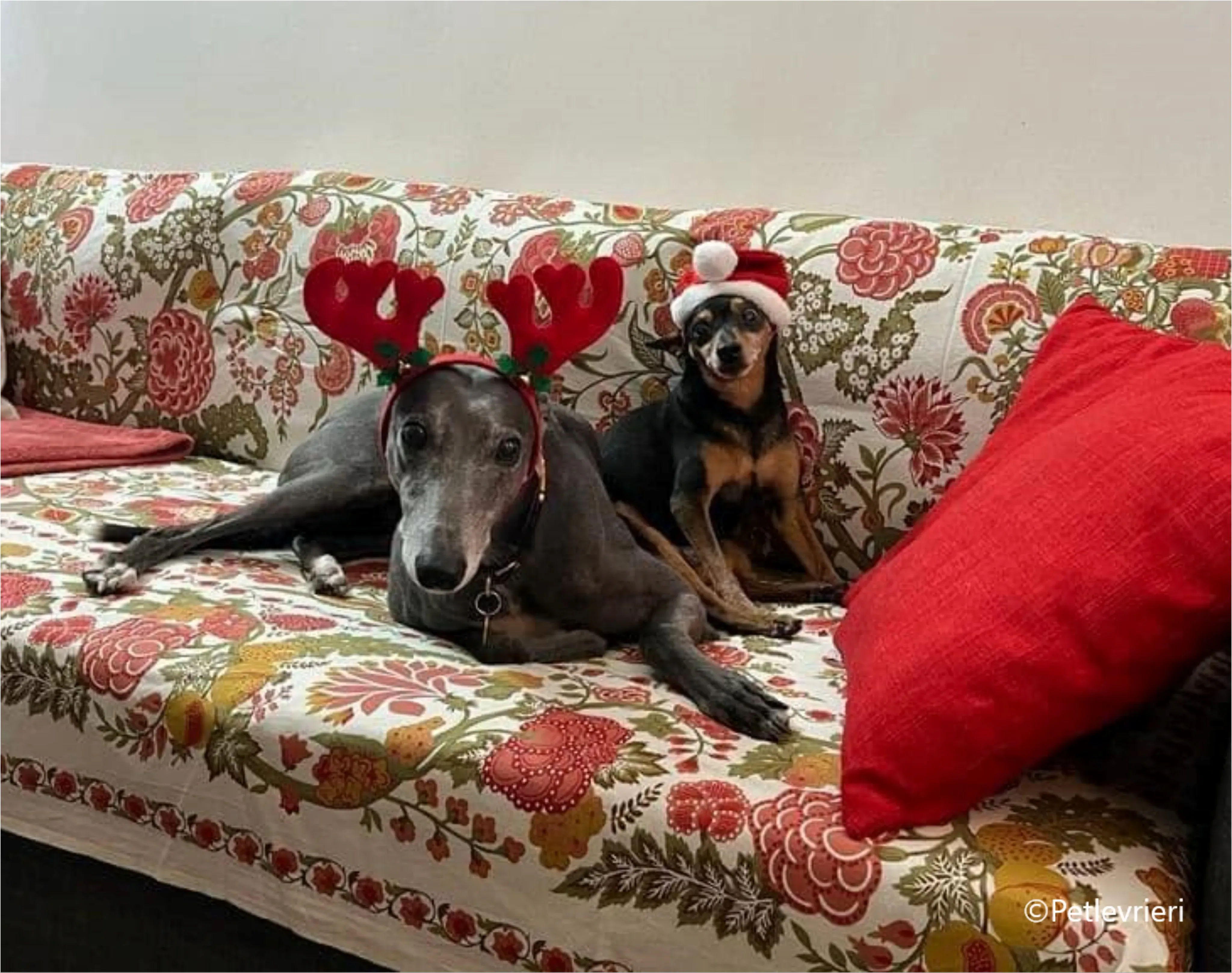 natale 2023 pet levrieri billy eveline