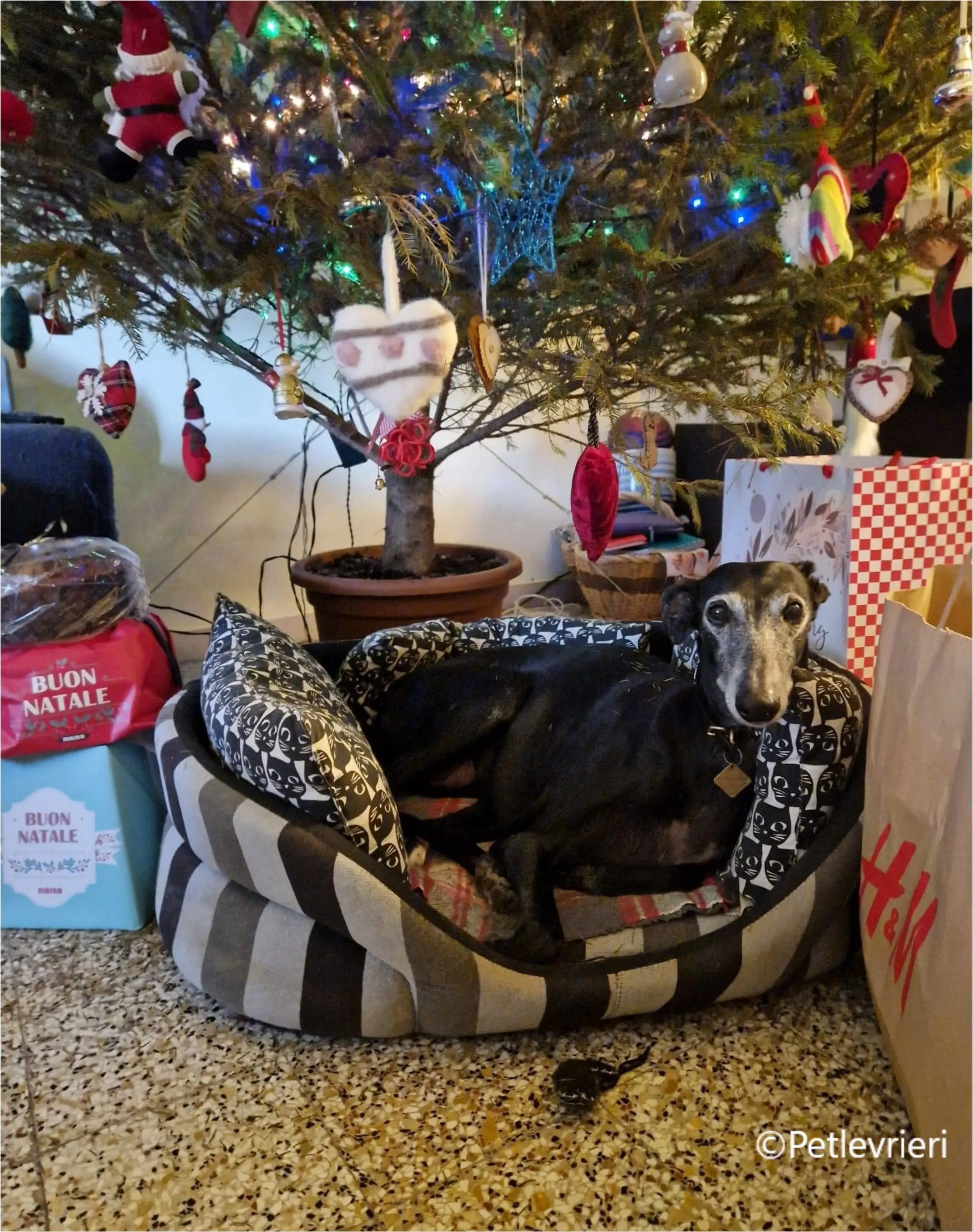 natale 2023 pet levrieri choiva