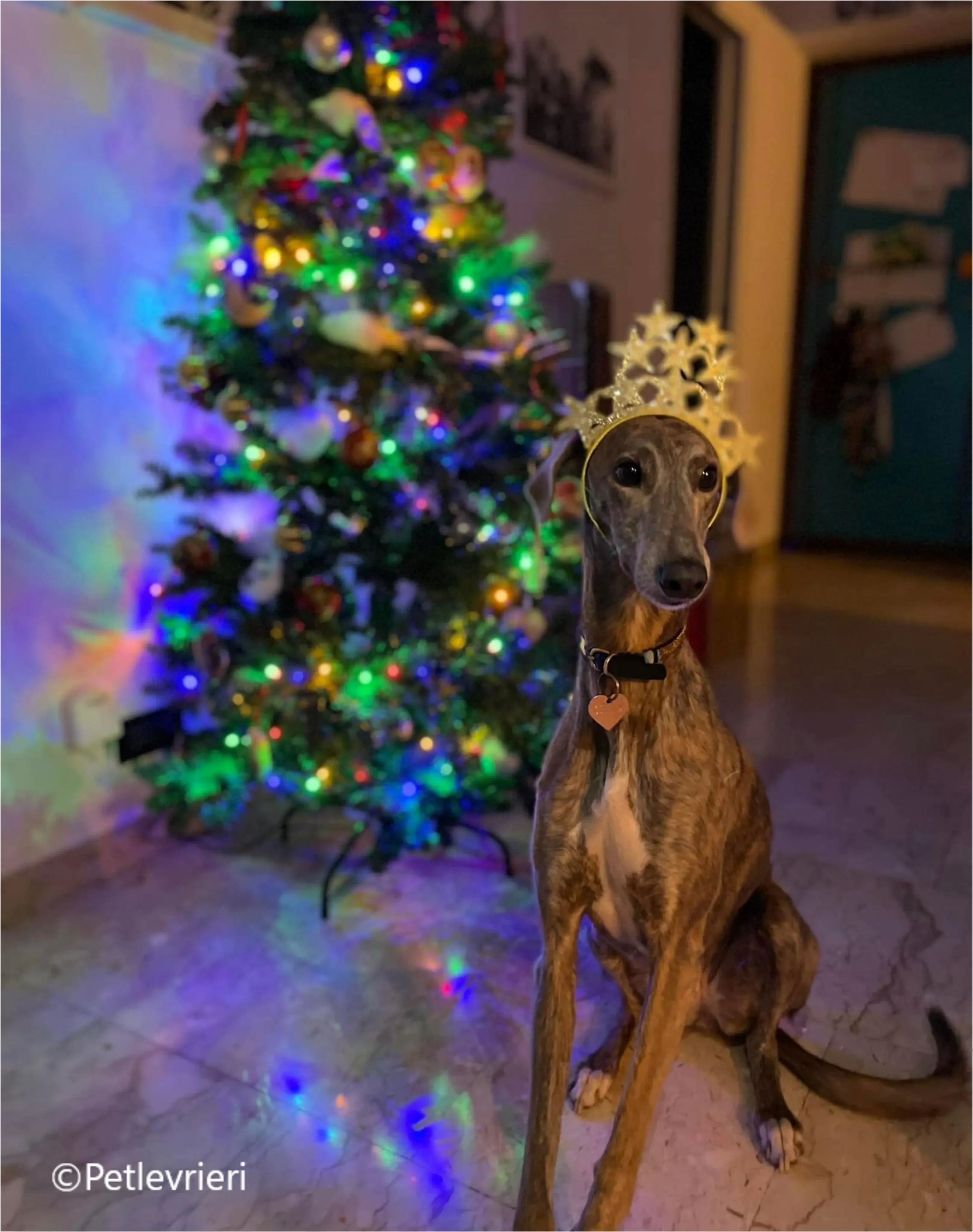 natale 2023 pet levrieri cilla