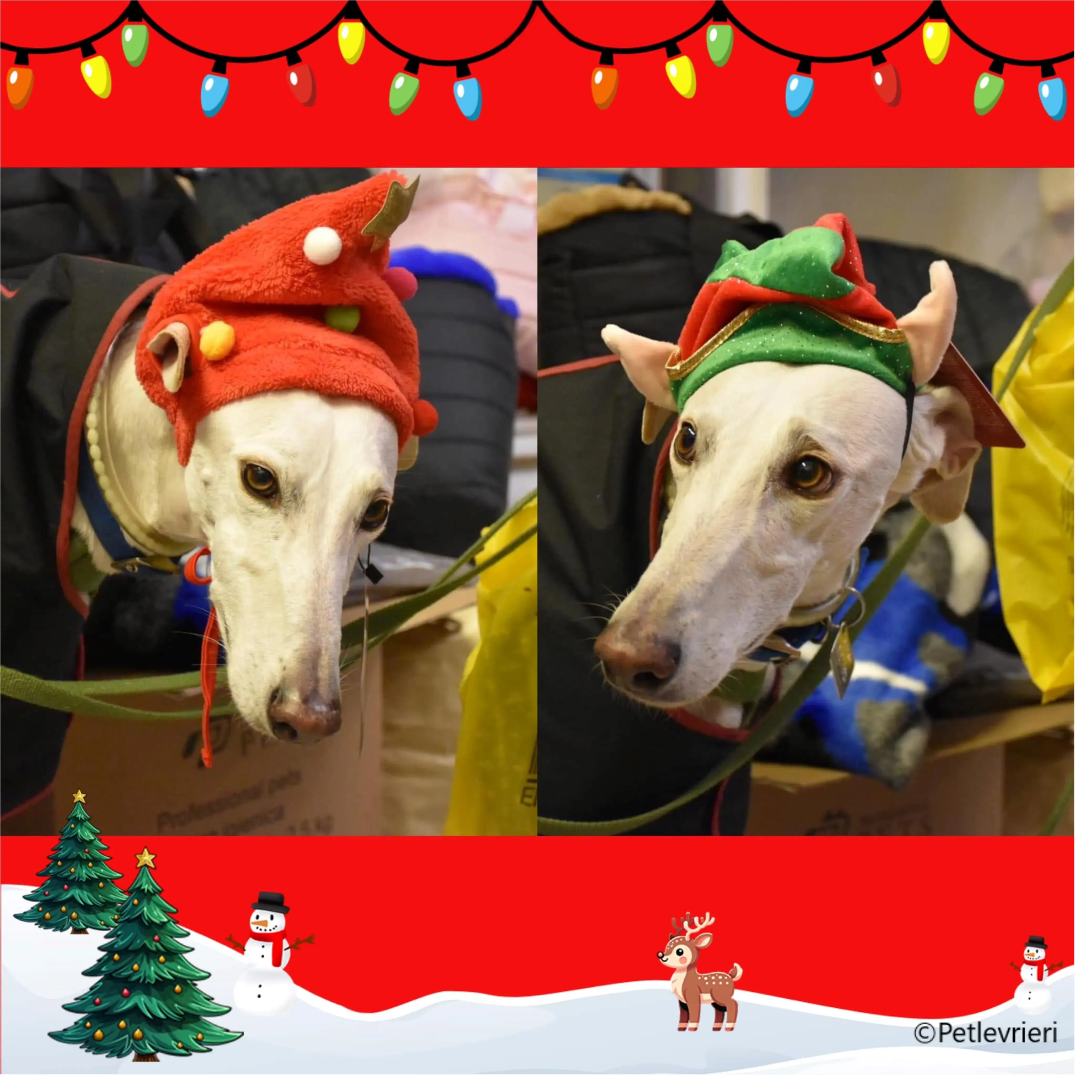 natale 2023 pet levrieri dario