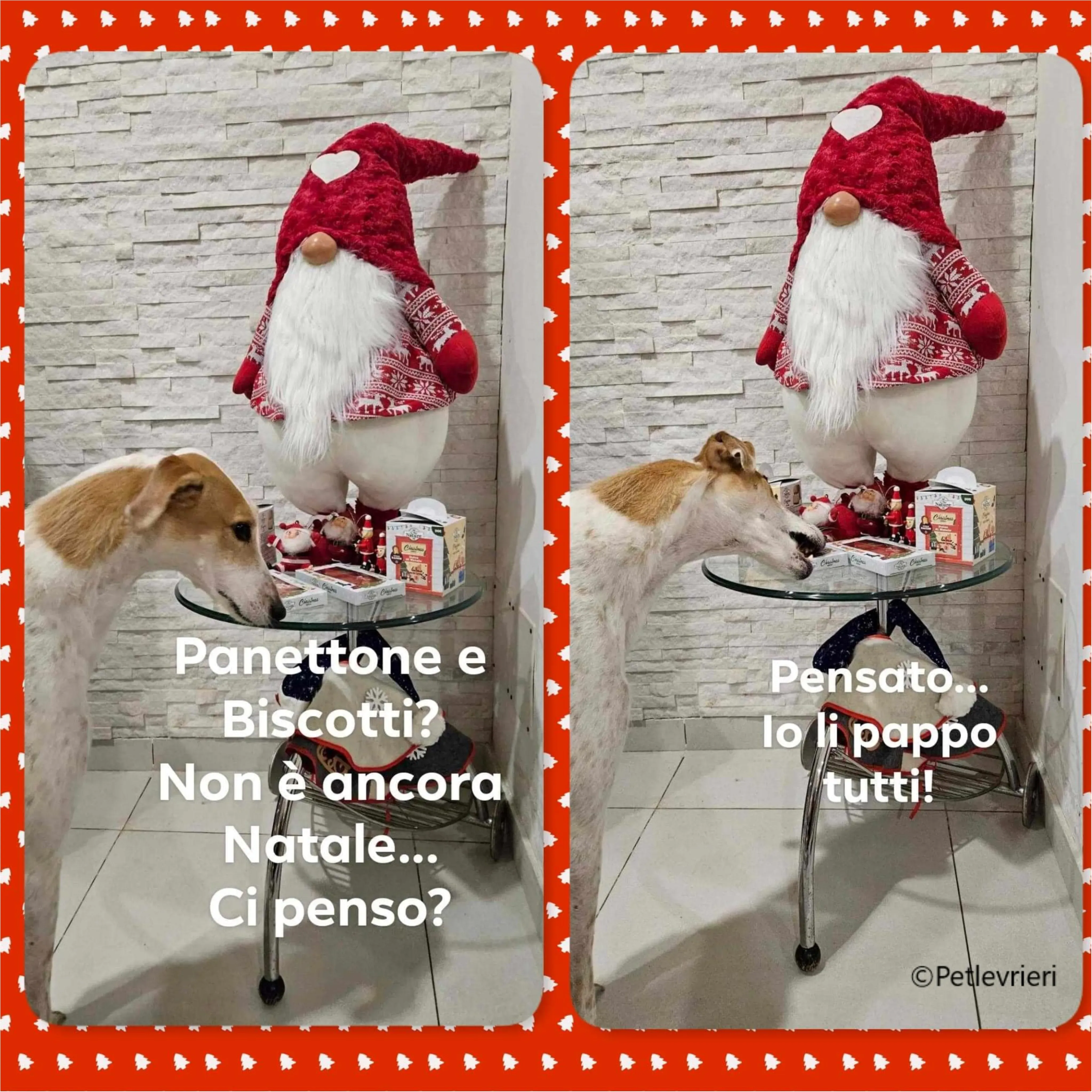 natale 2023 pet levrieri dexter