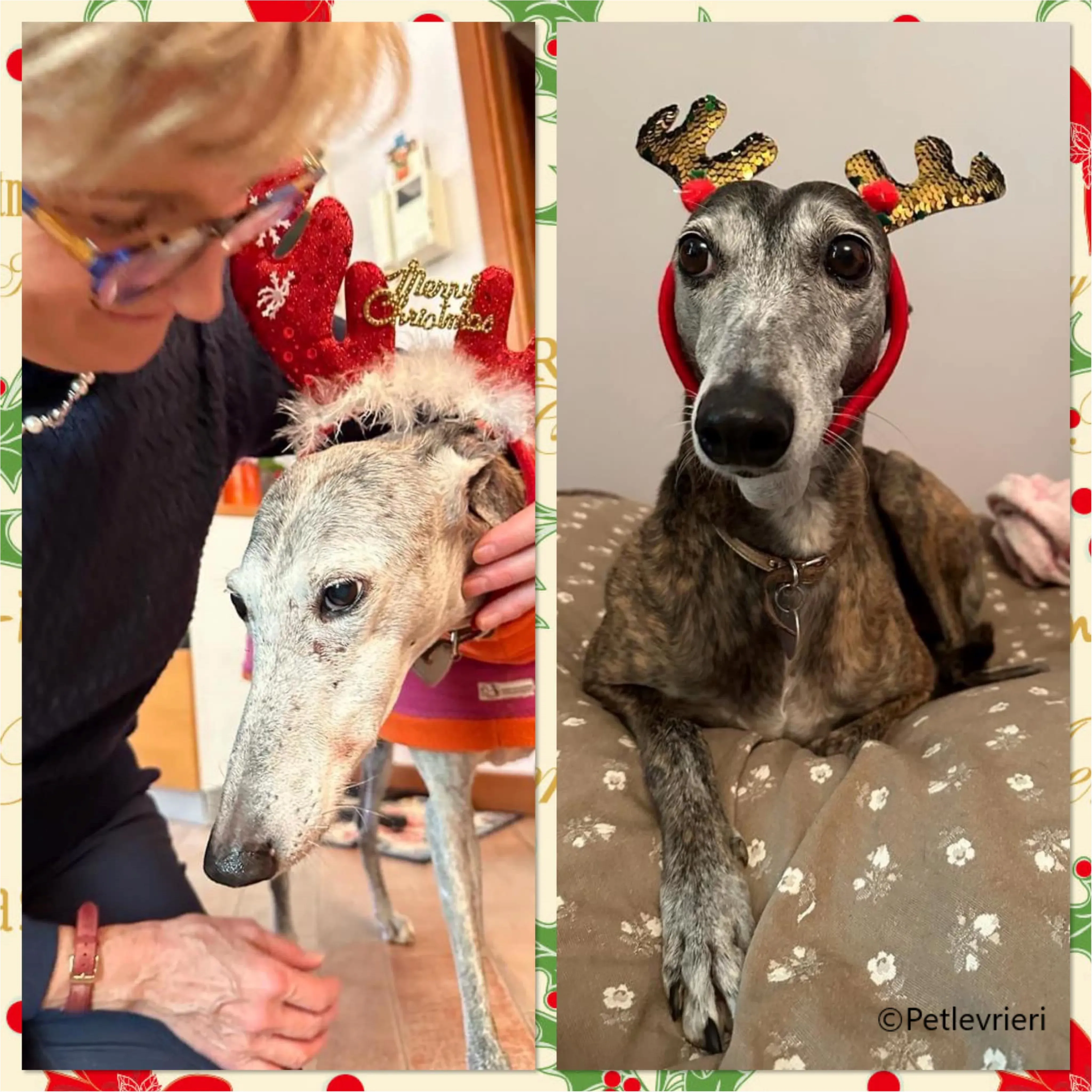 natale 2023 pet levrieri emma muneca