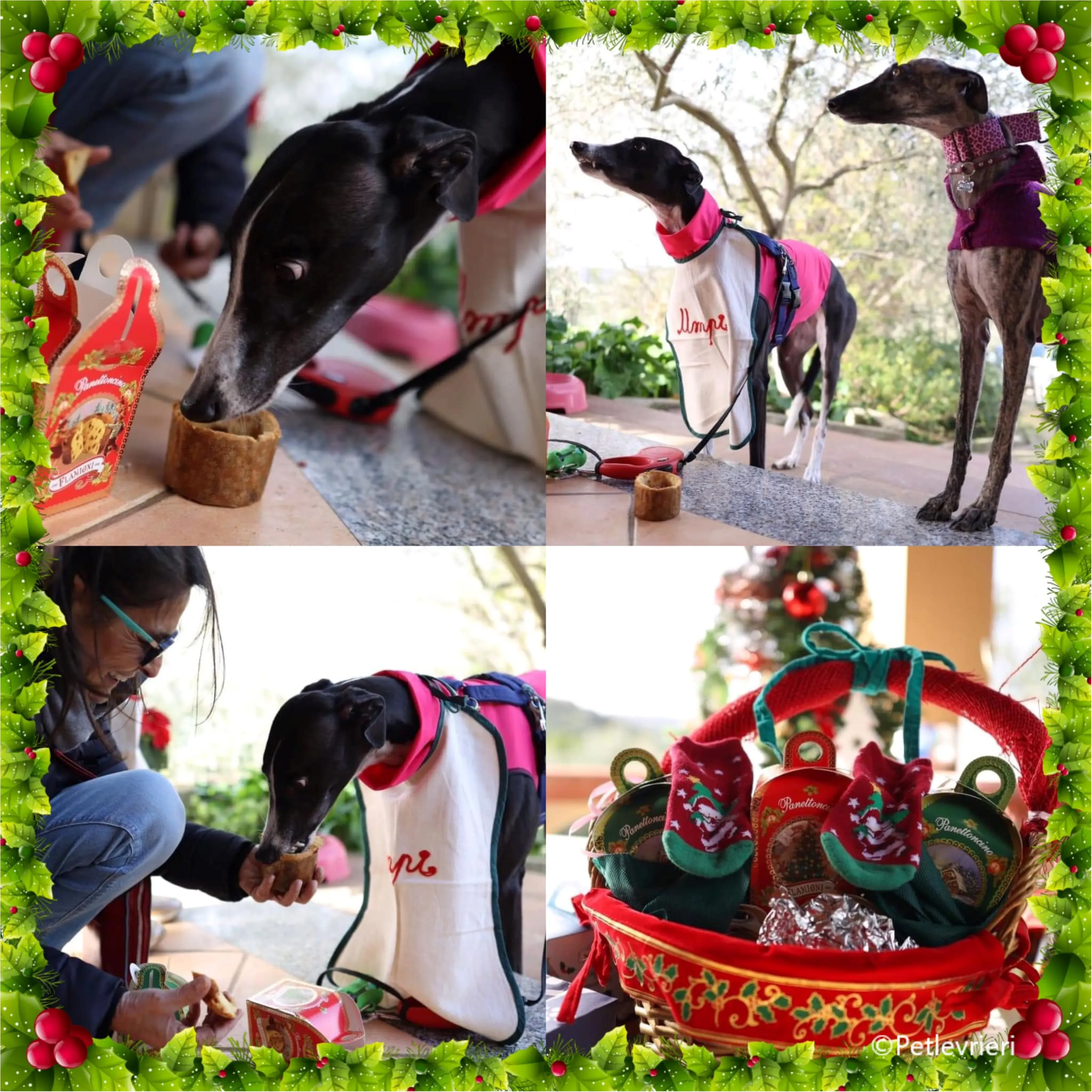 natale 2023 pet levrieri greta 1