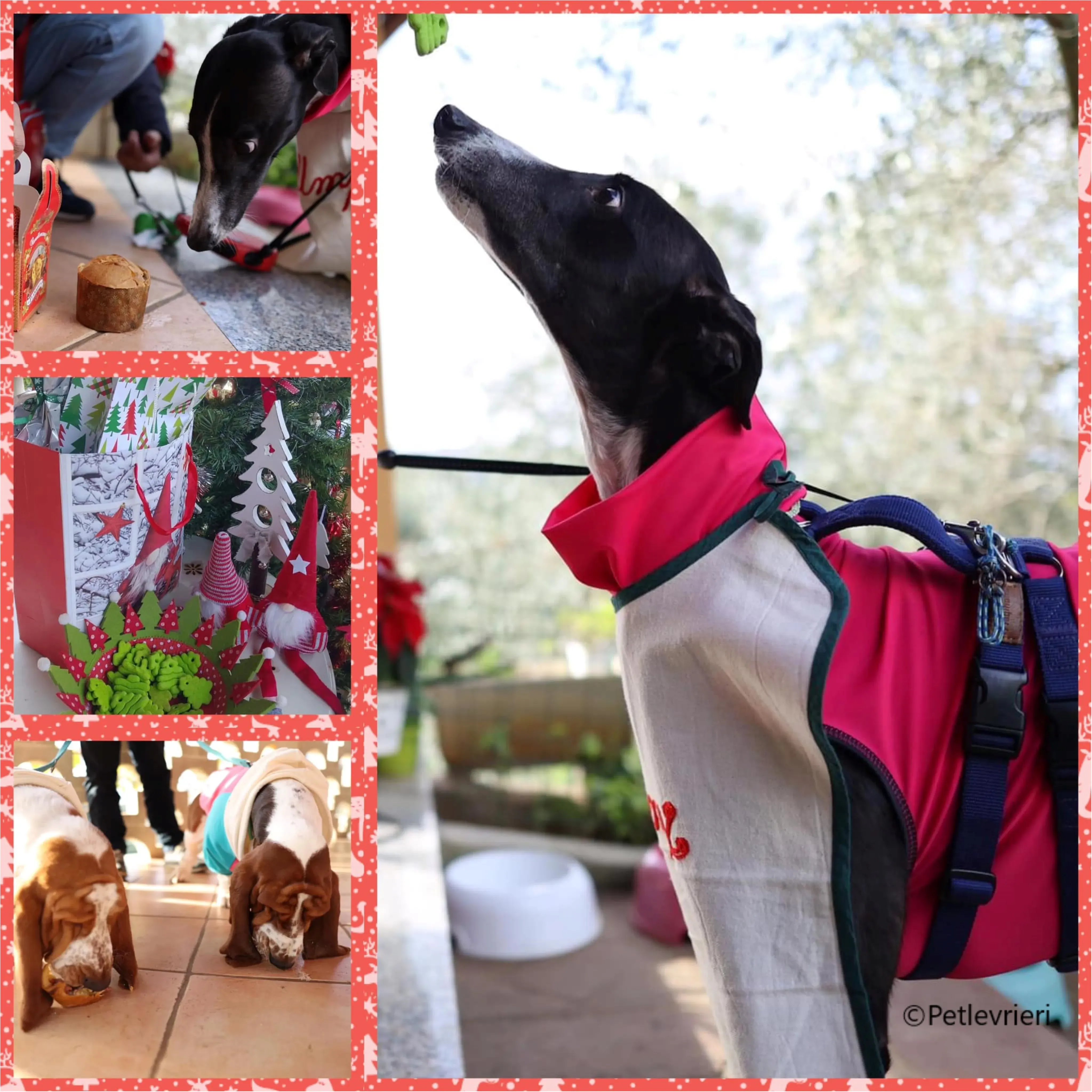 natale 2023 pet levrieri greta