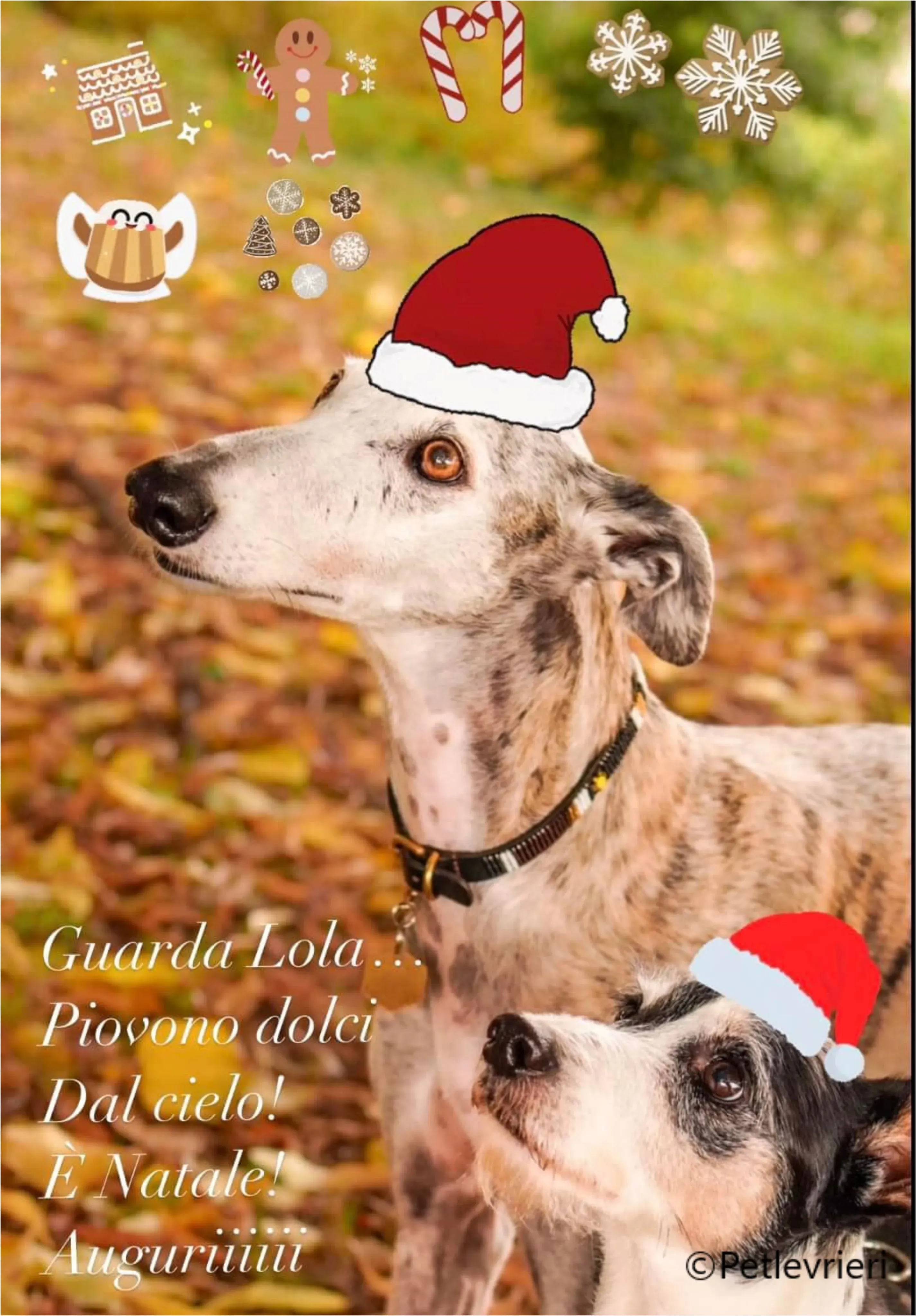 natale 2023 pet levrieri grillo lola