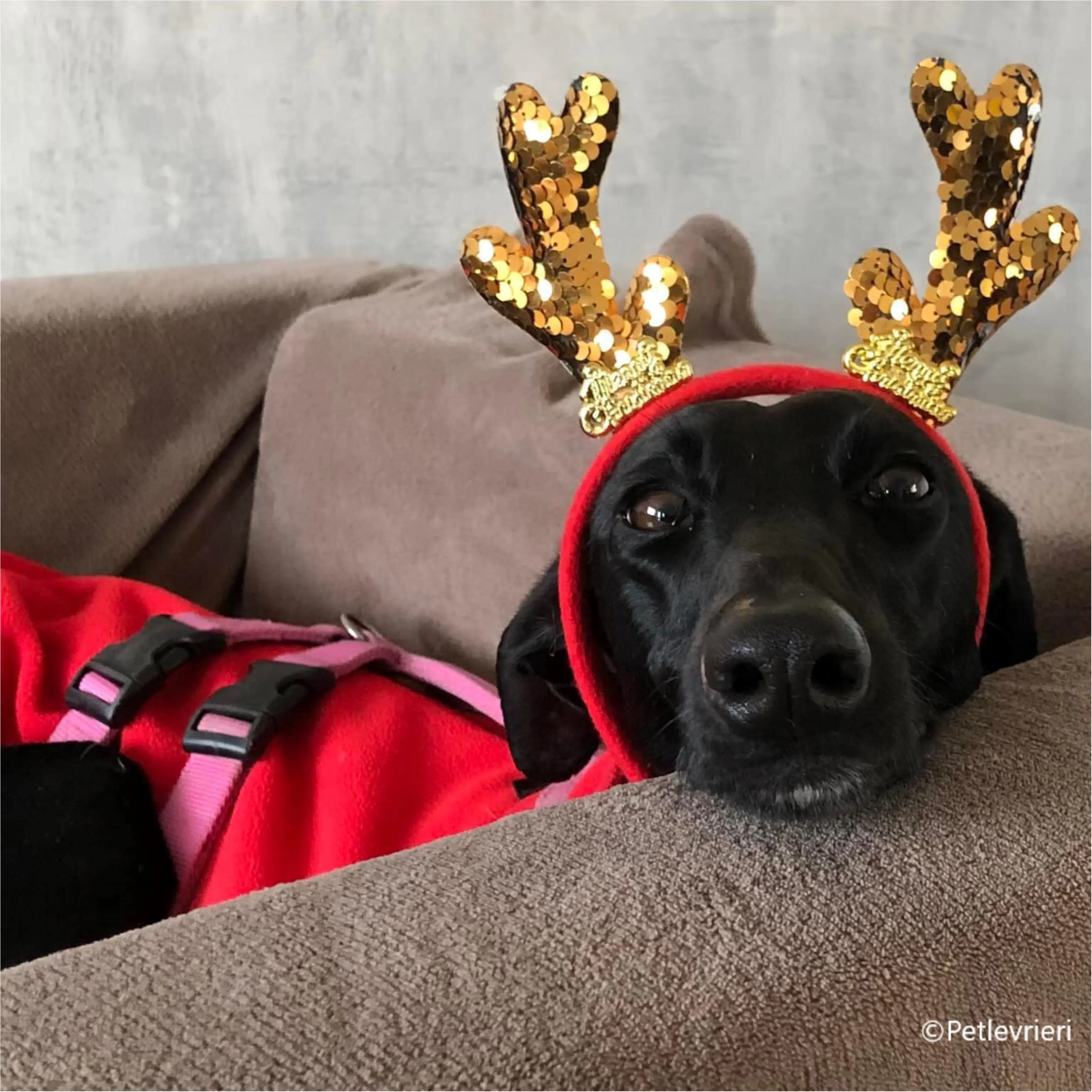 natale 2023 pet levrieri hada