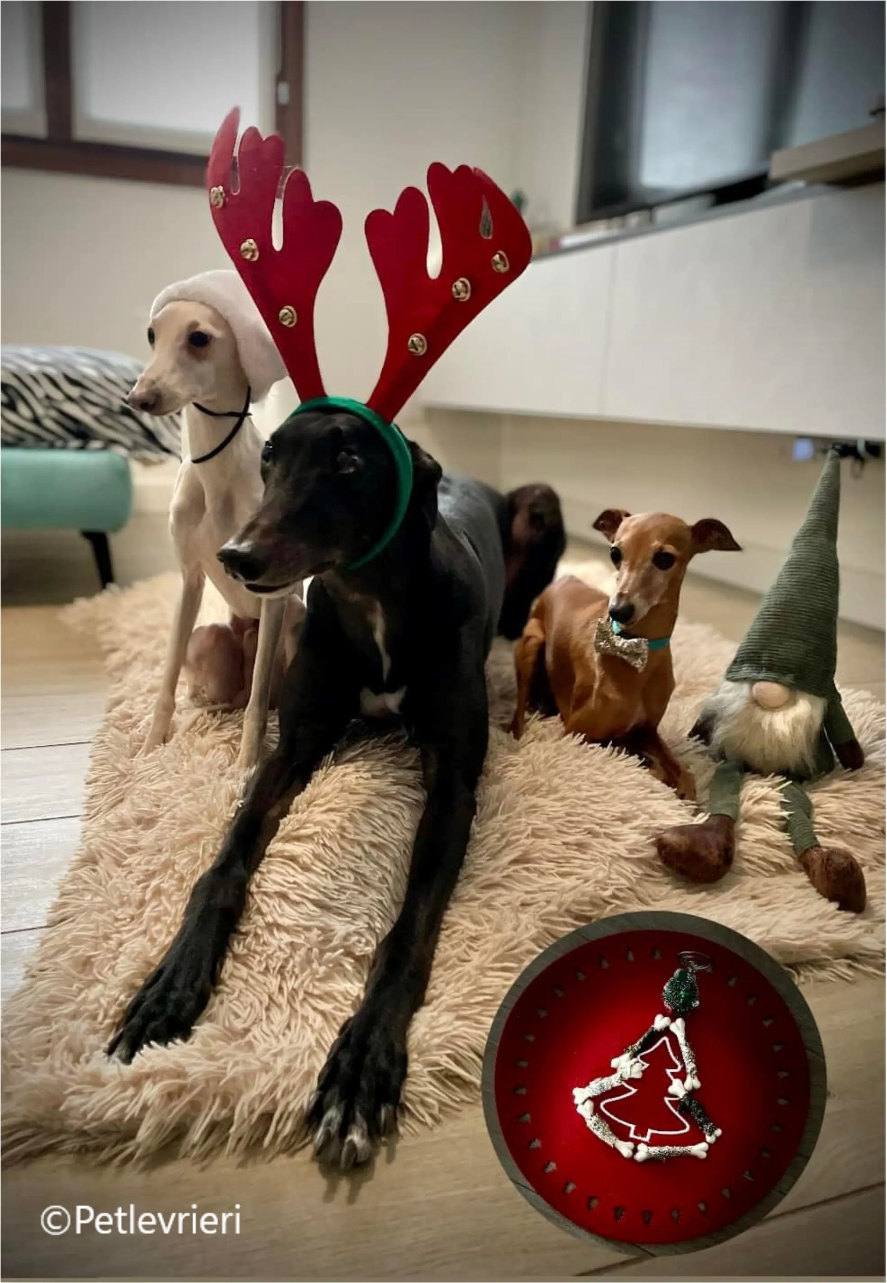 natale 2023 pet levrieri harry boris milo