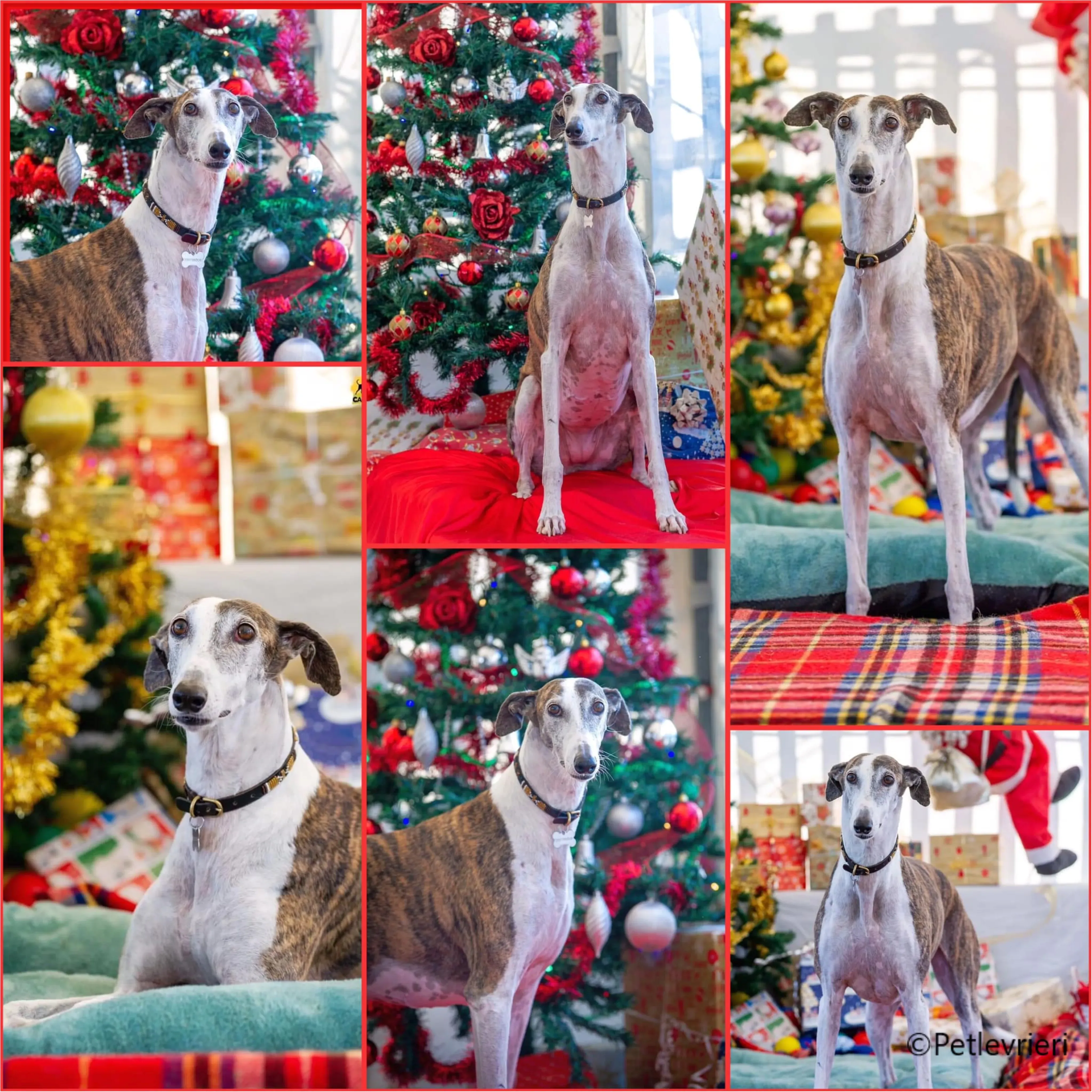 natale 2023 pet levrieri heisel