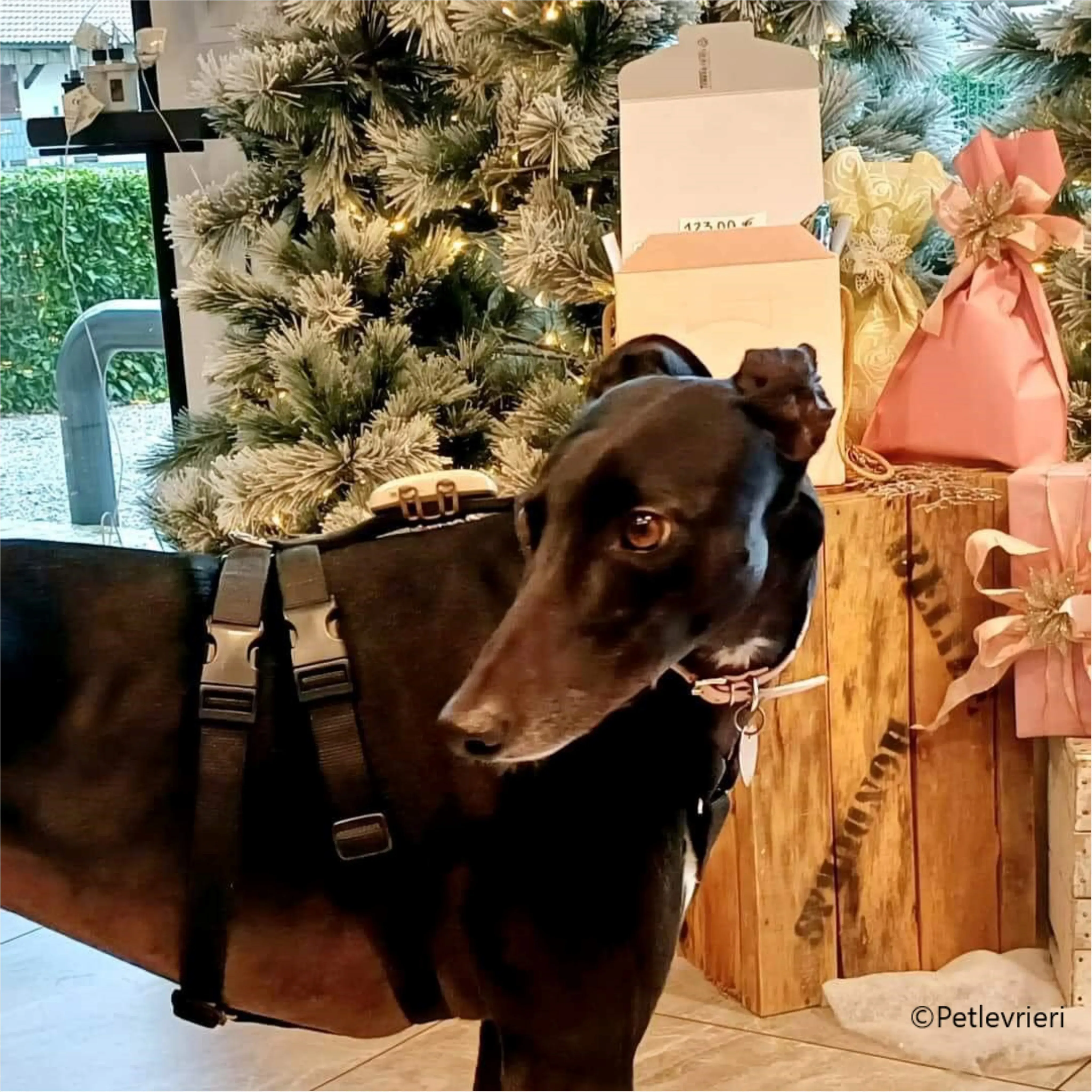 natale 2023 pet levrieri hope