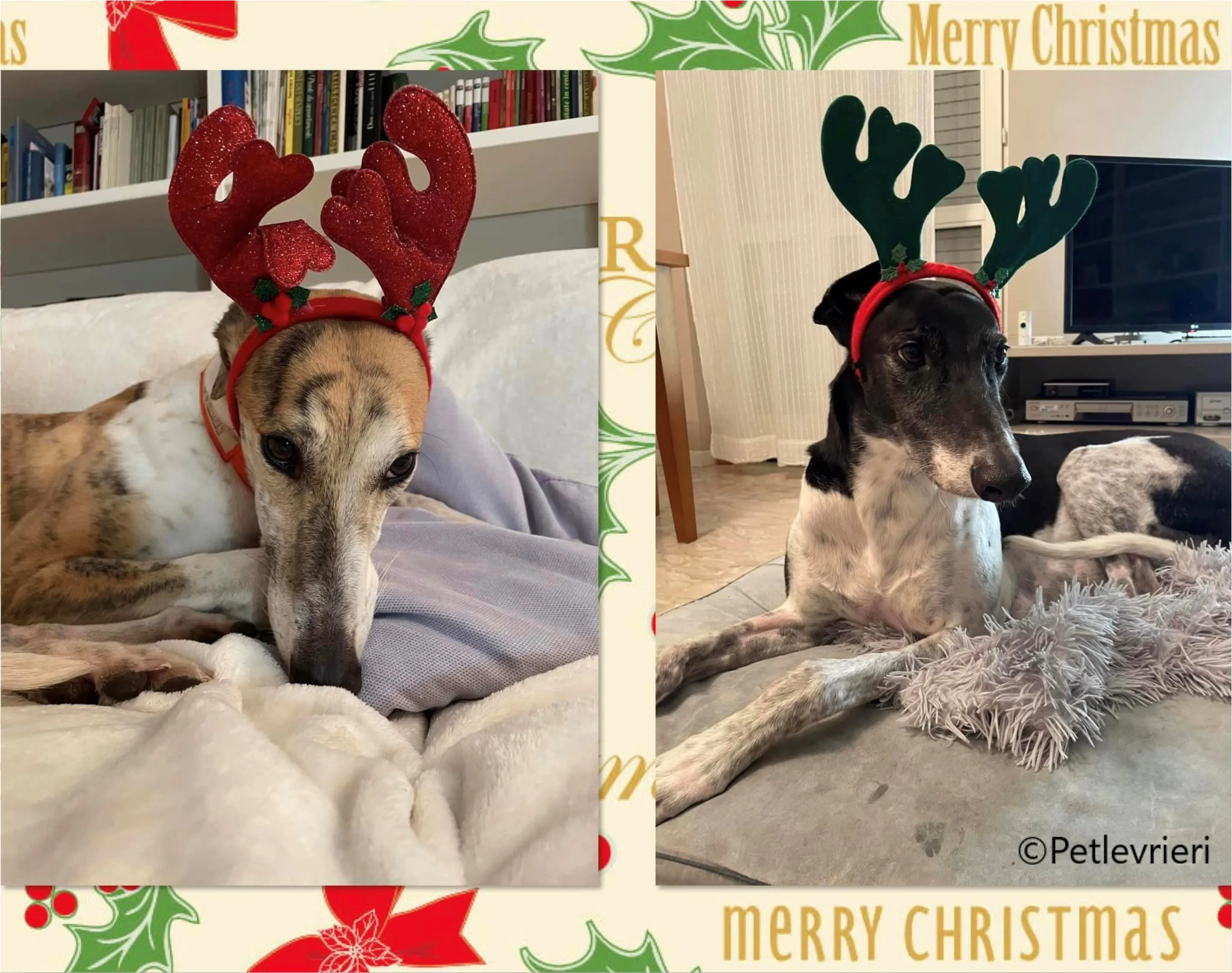 natale 2023 pet levrieri jack rosie