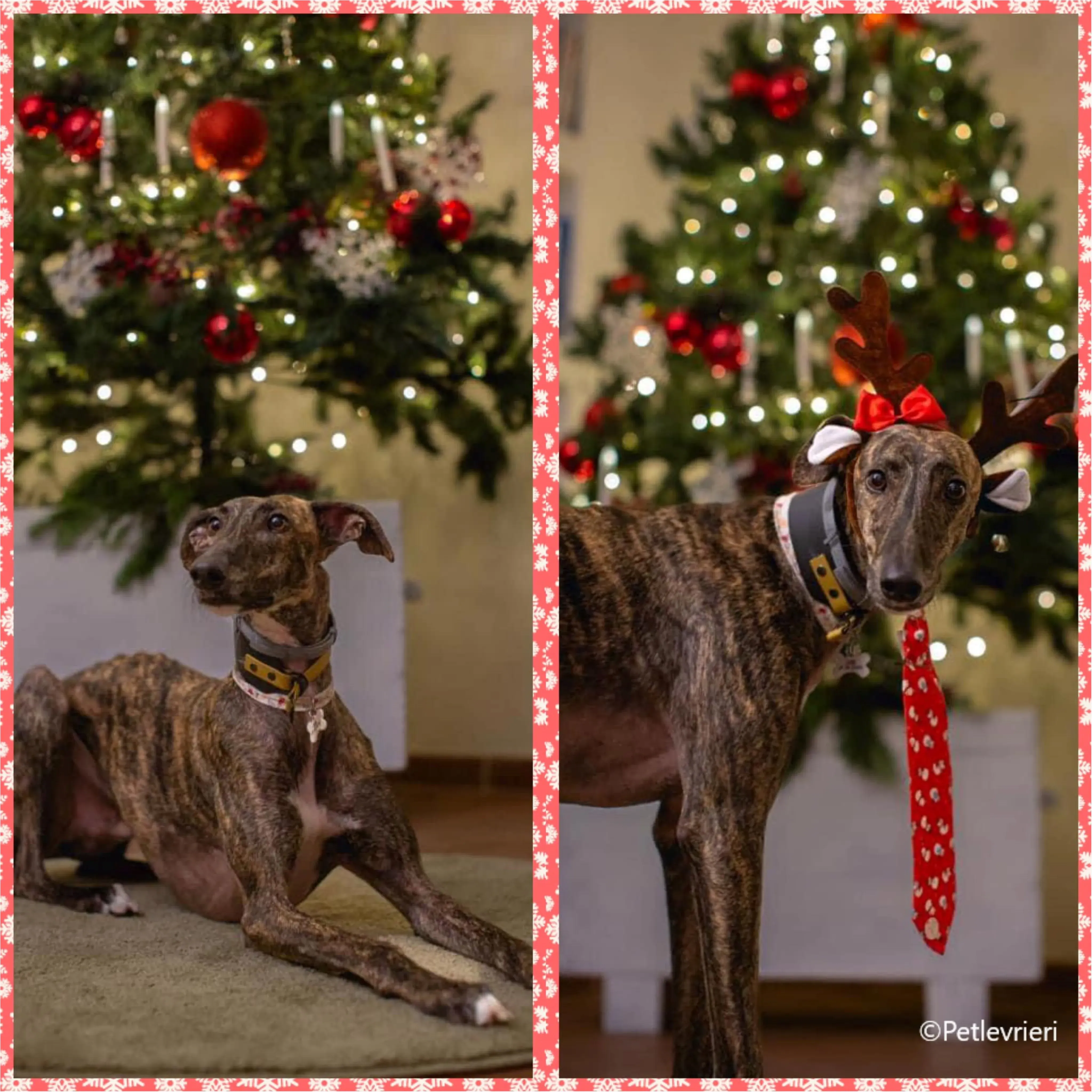 natale 2023 pet levrieri leon