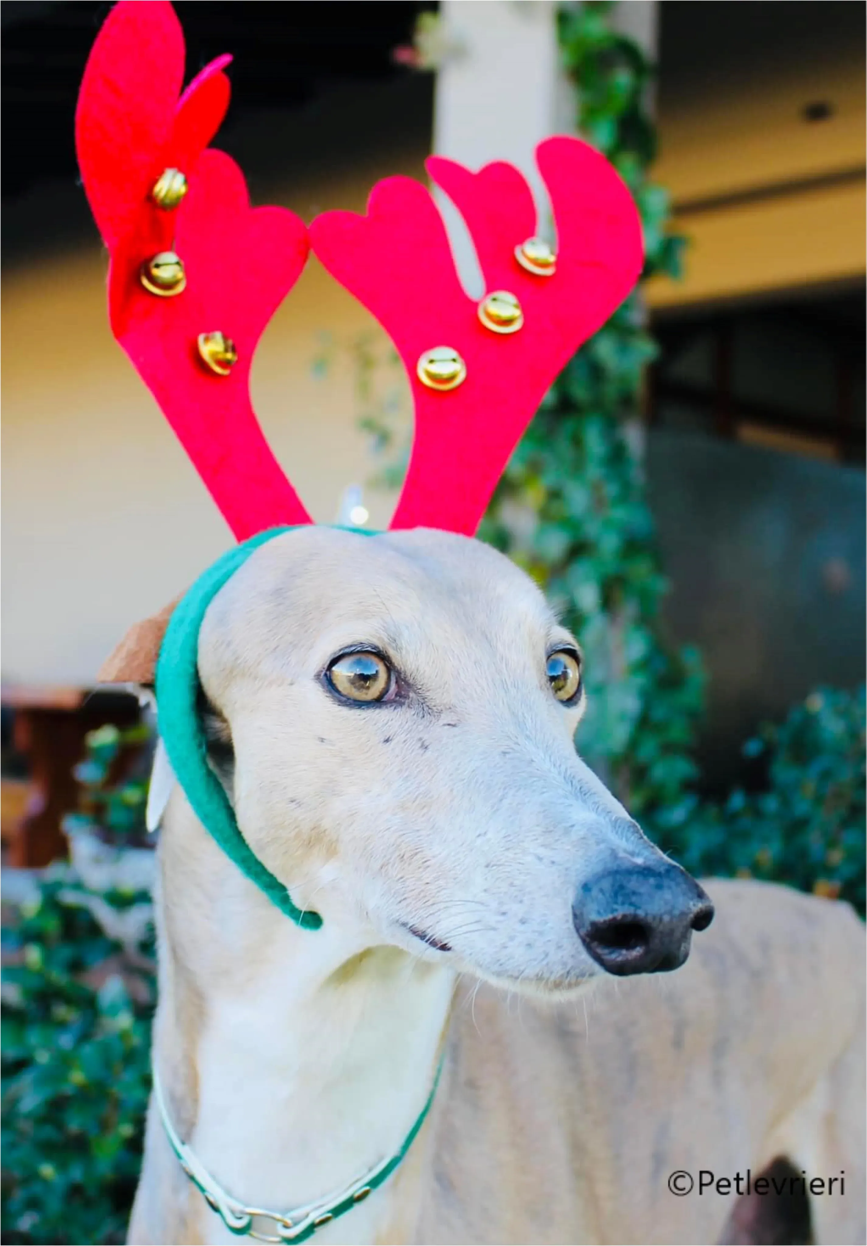 natale 2023 pet levrieri magica