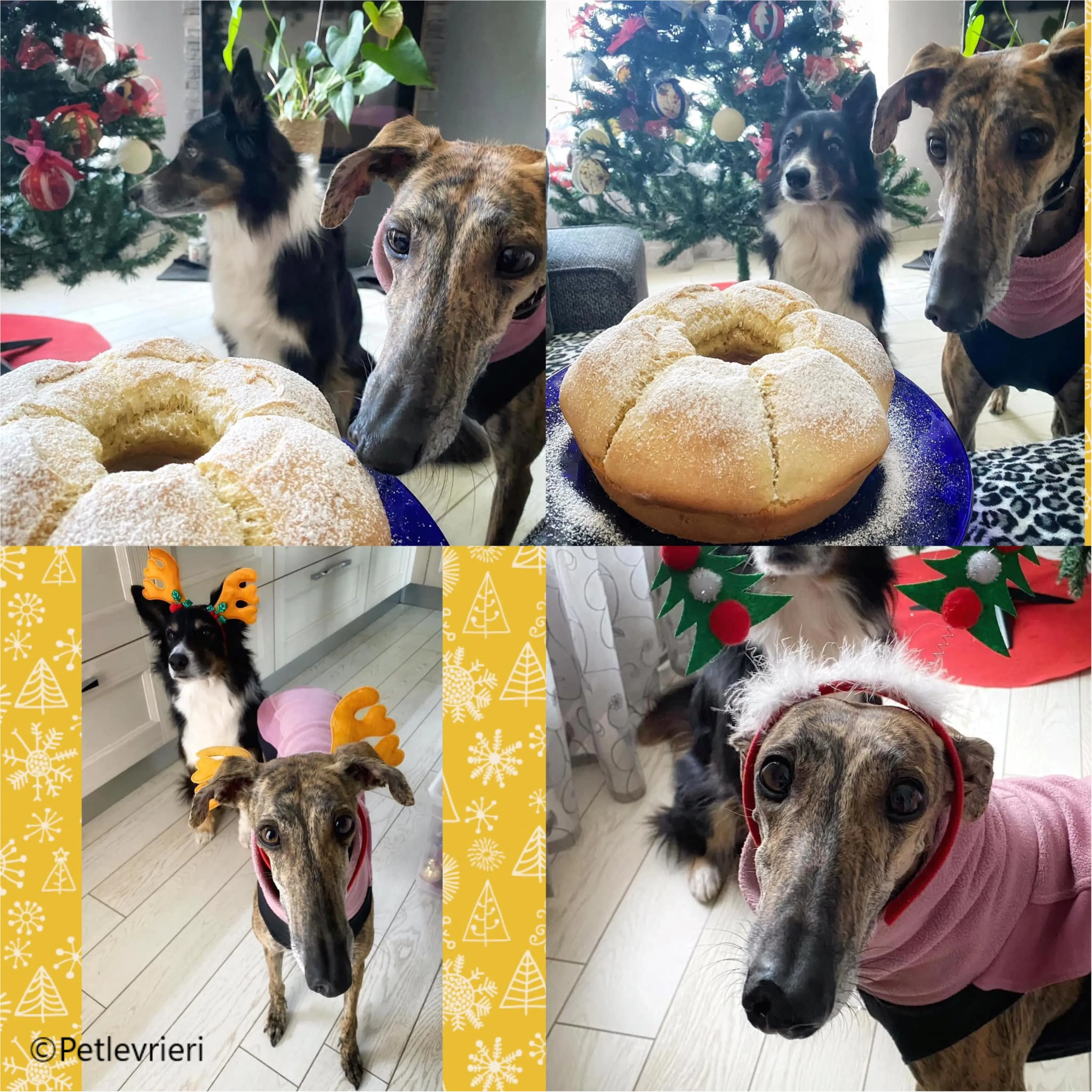 natale 2023 pet levrieri mia yanez