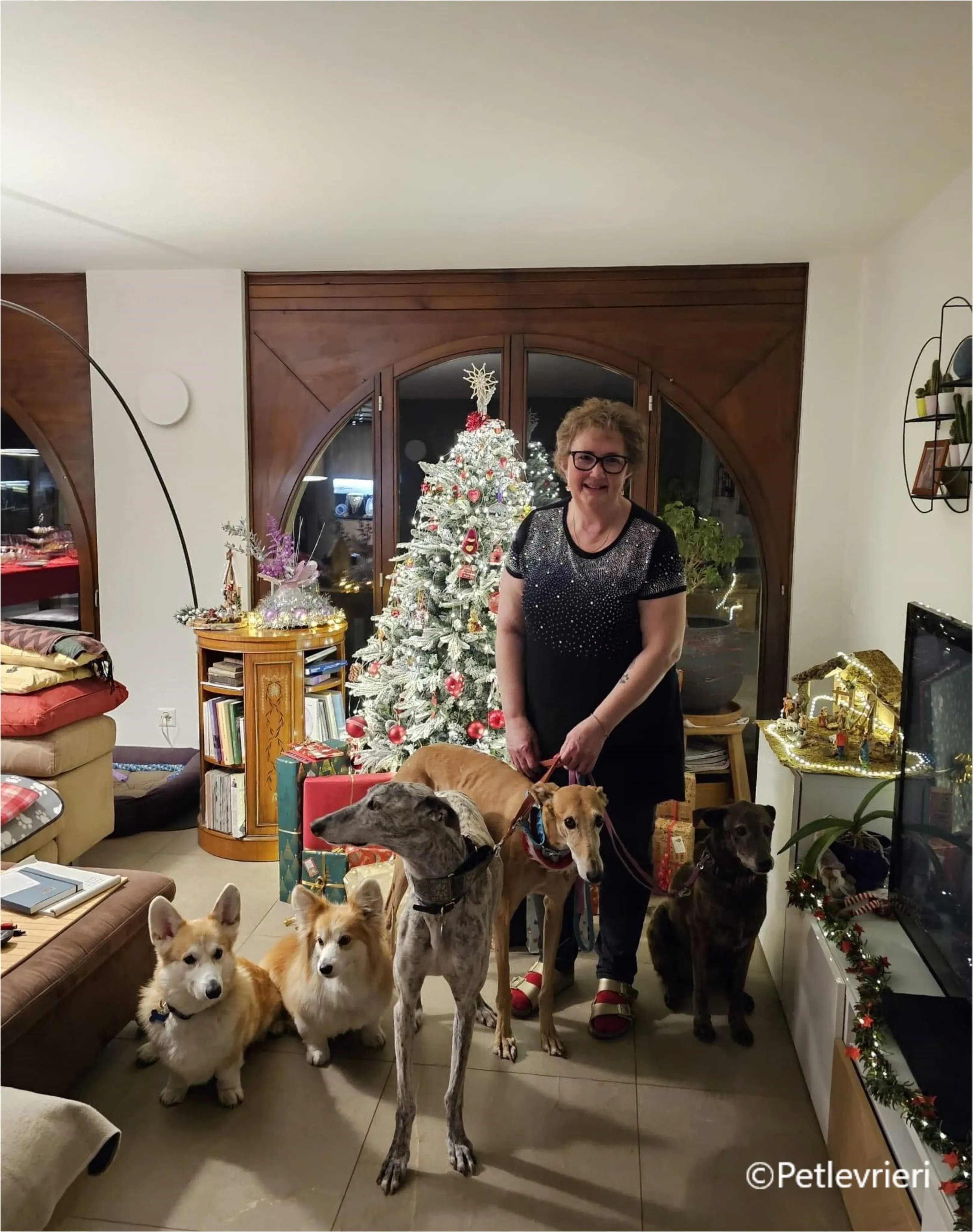 natale 2023 pet levrieri milo miya