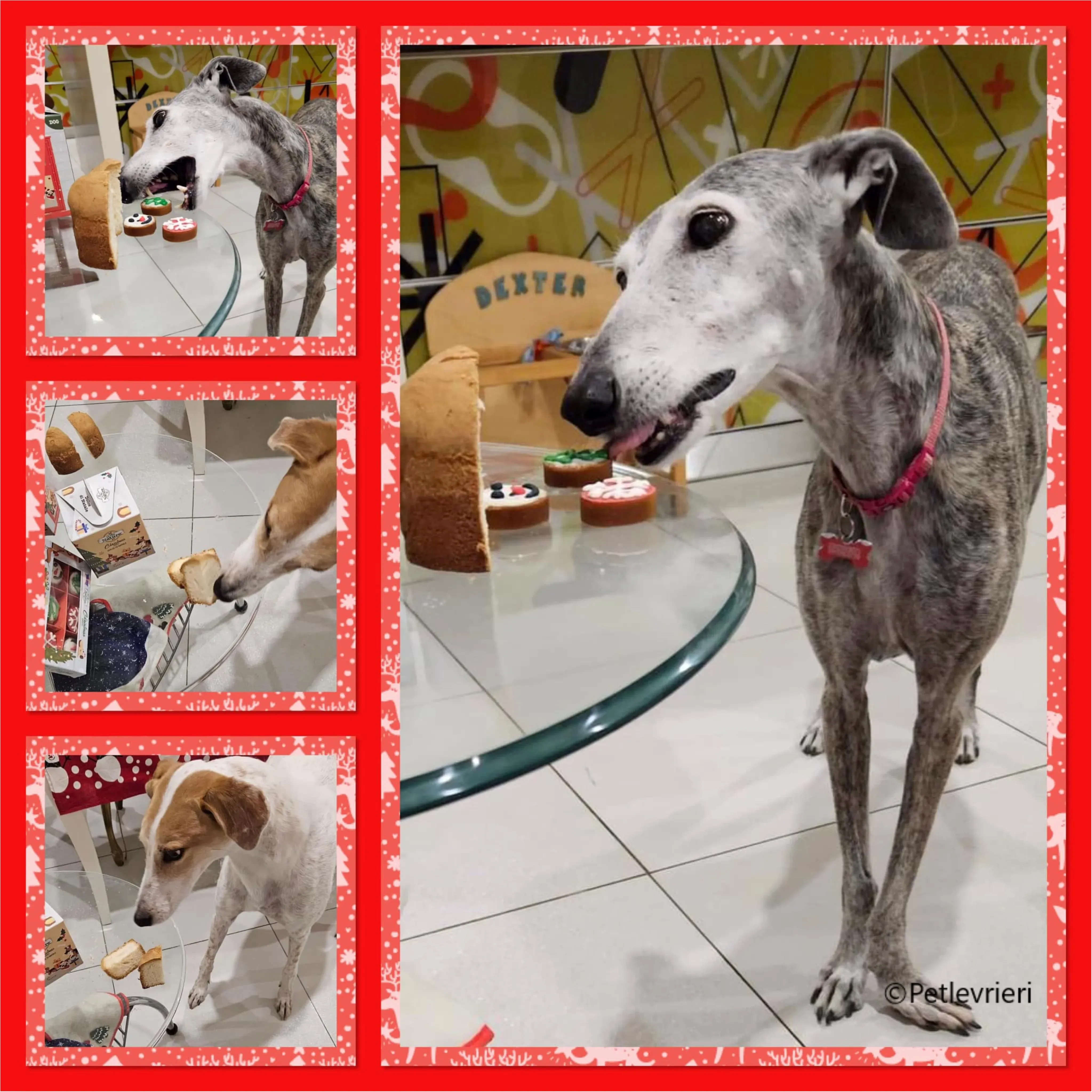 natale 2023 pet levrieri rhona dexter