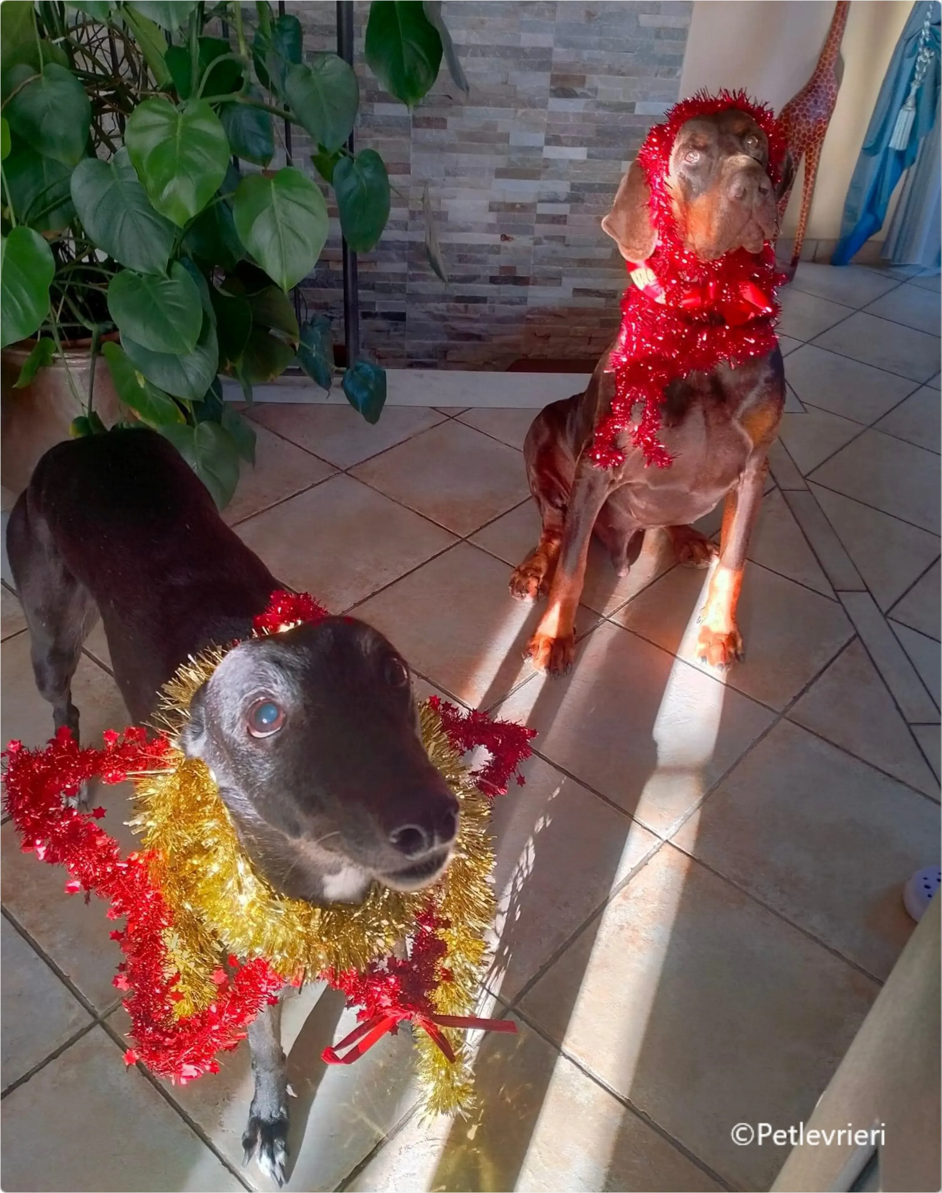 natale 2023 pet levrieri rose scooby 1