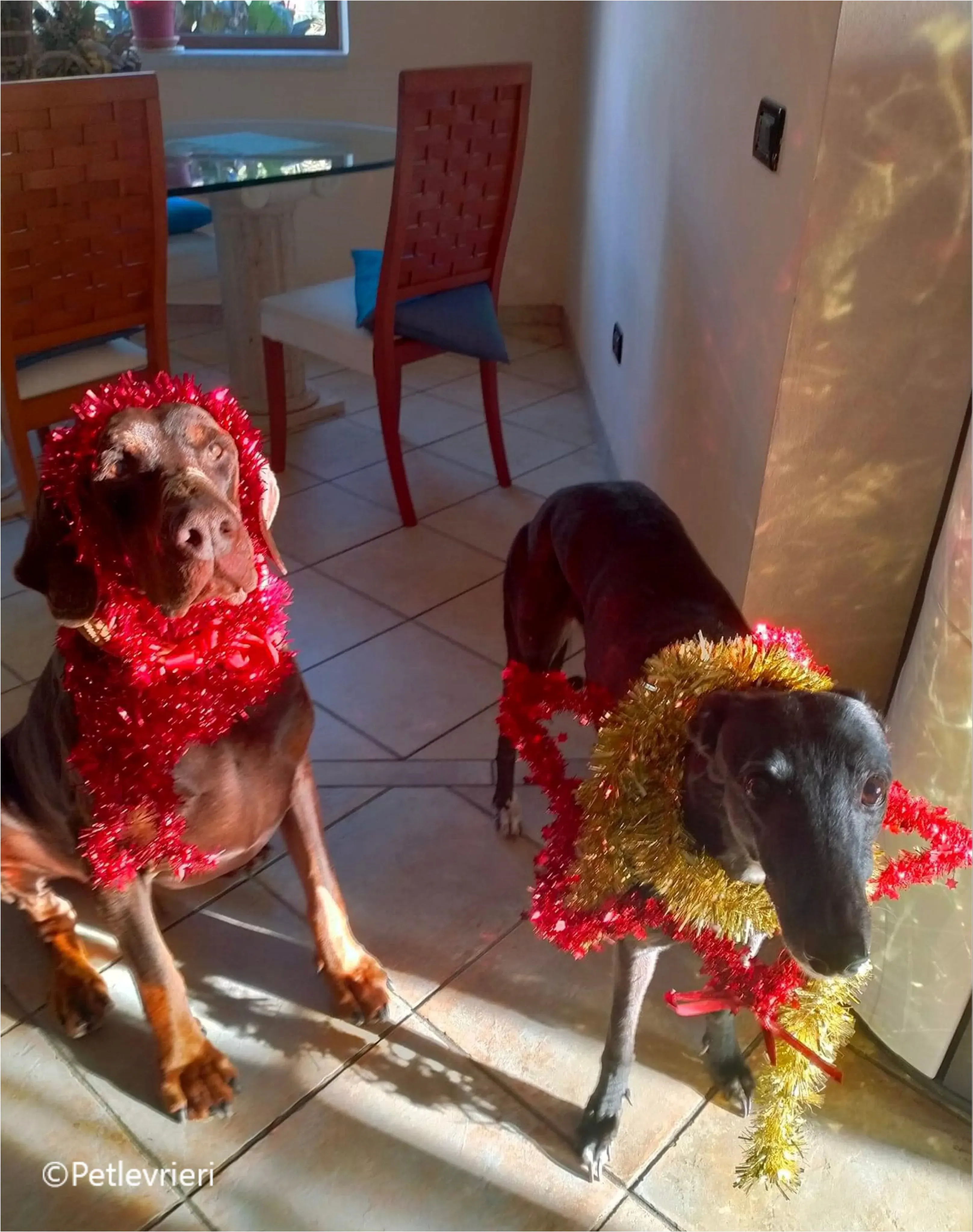 natale 2023 pet levrieri rose scooby