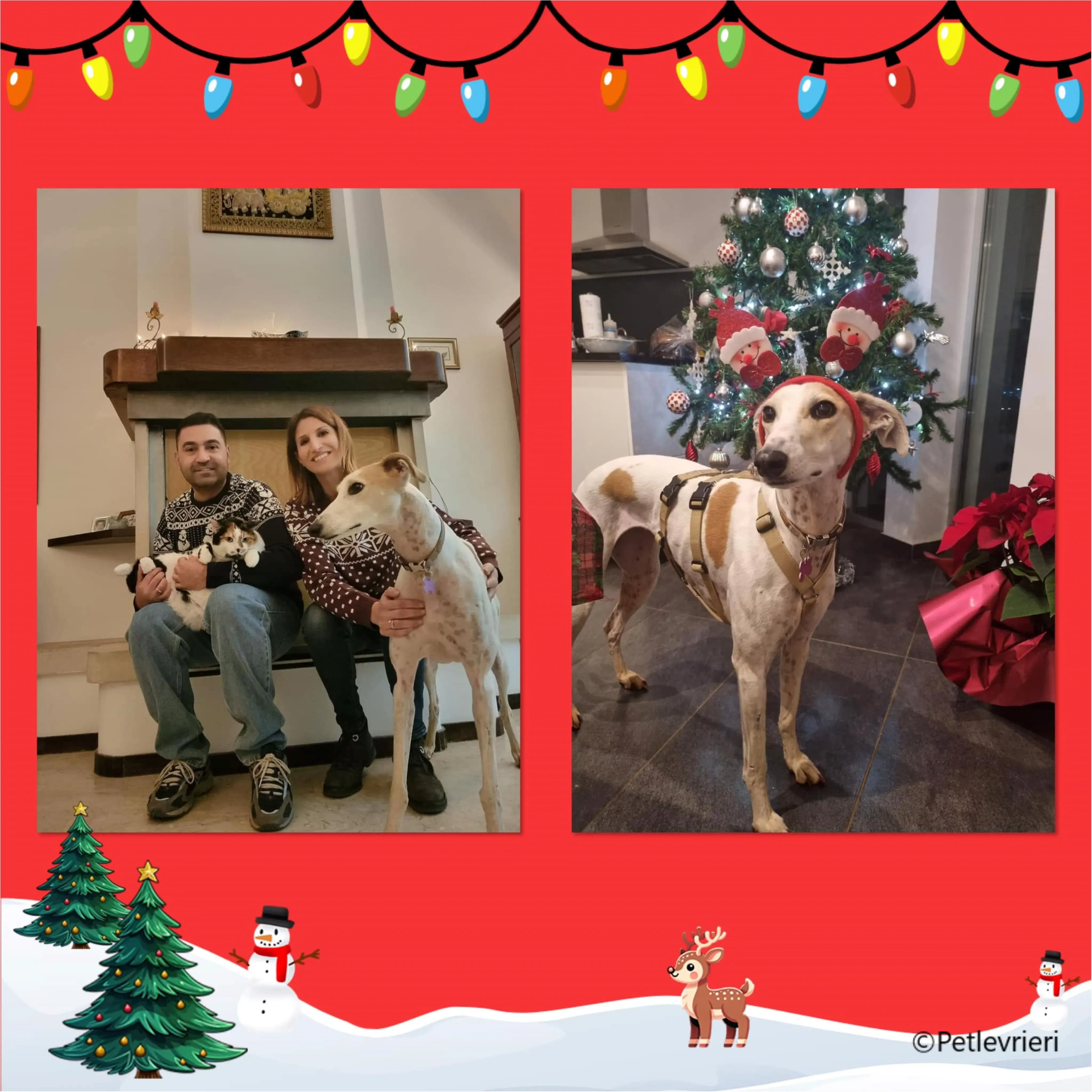 natale 2023 pet levrieri shelly