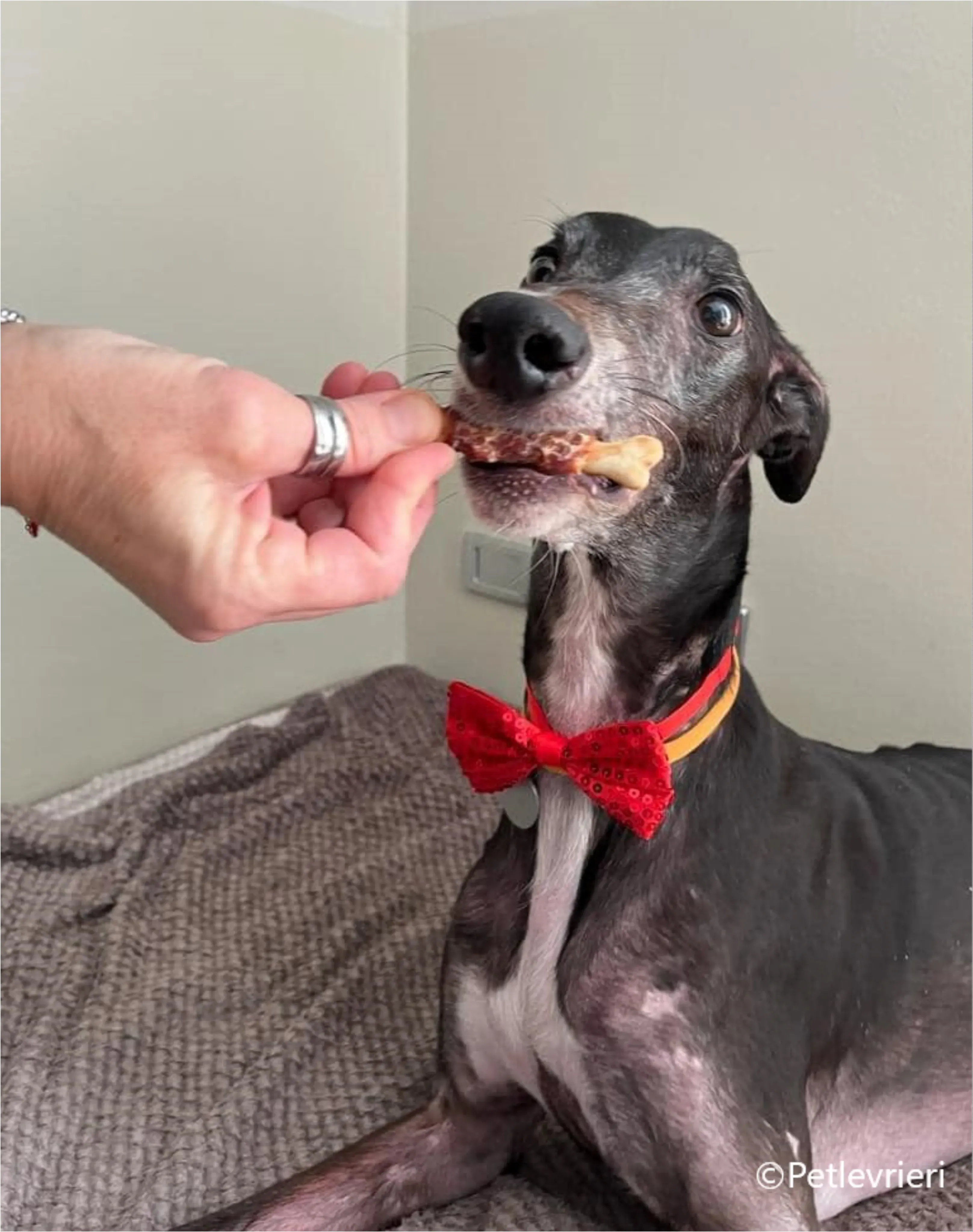 natale 2023 pet levrieri sinai