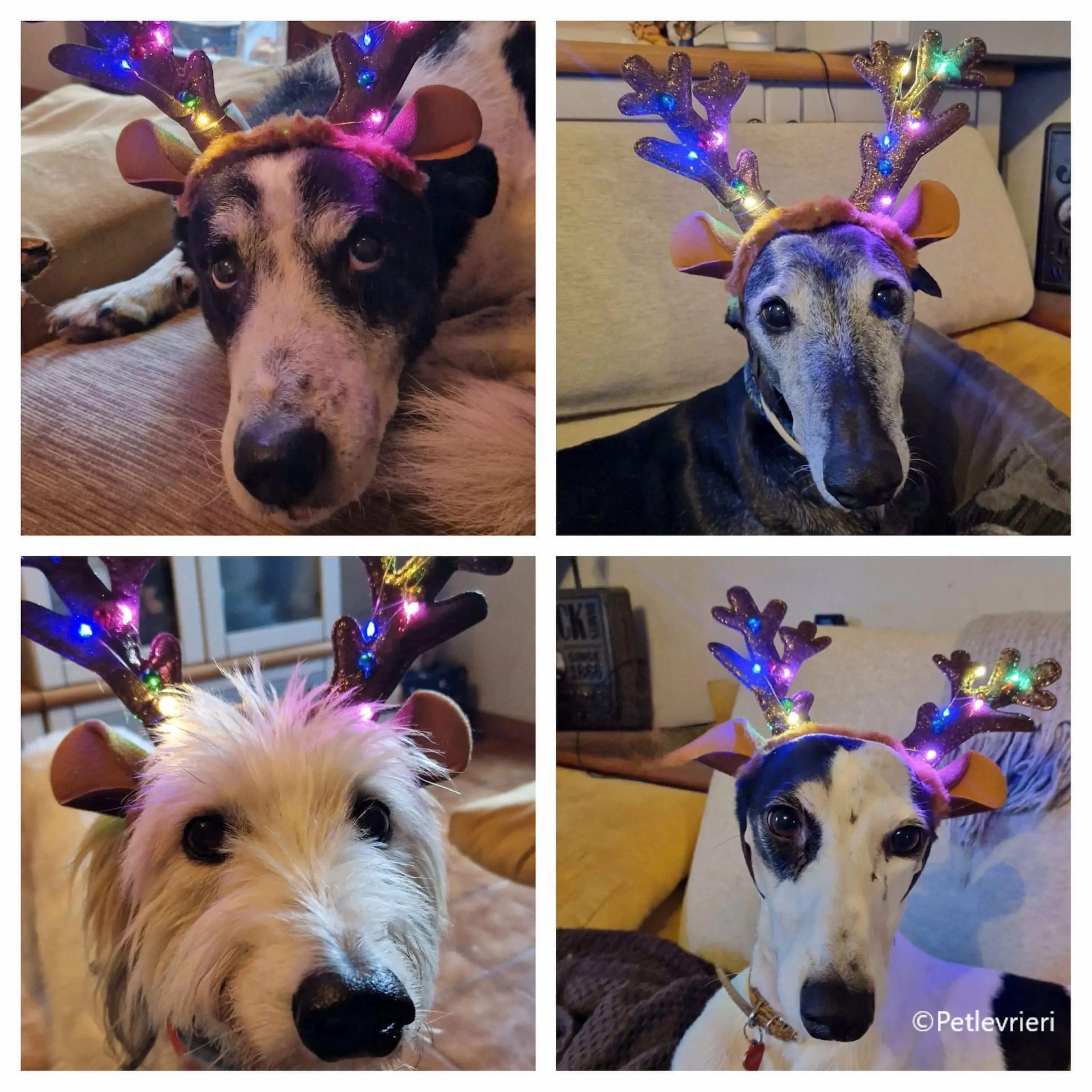 natale 2023 pet levrieri twist lucio fluffy lexi