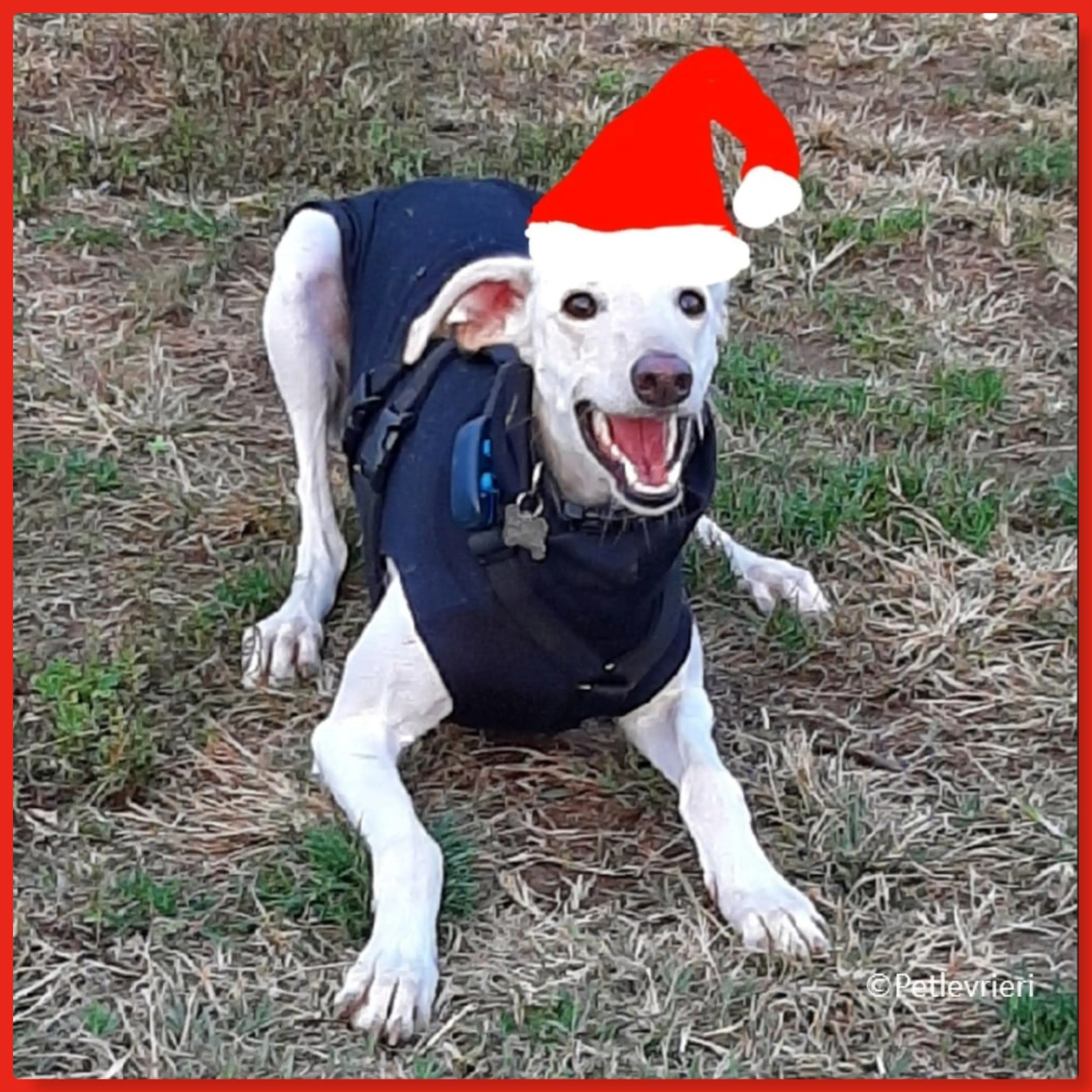 natale.2022 pet levrieri cindy