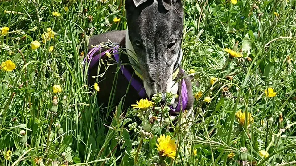 nayra adozione greyhound macao 1