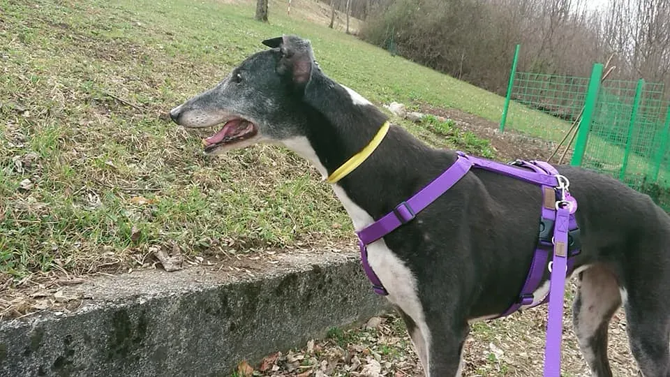 nayra adozione greyhound macao 10