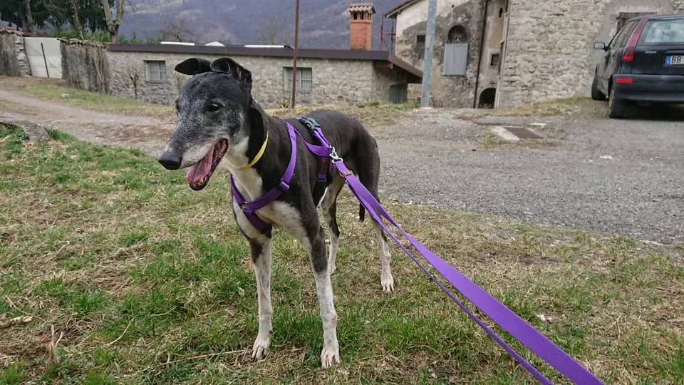 nayra adozione greyhound macao 11