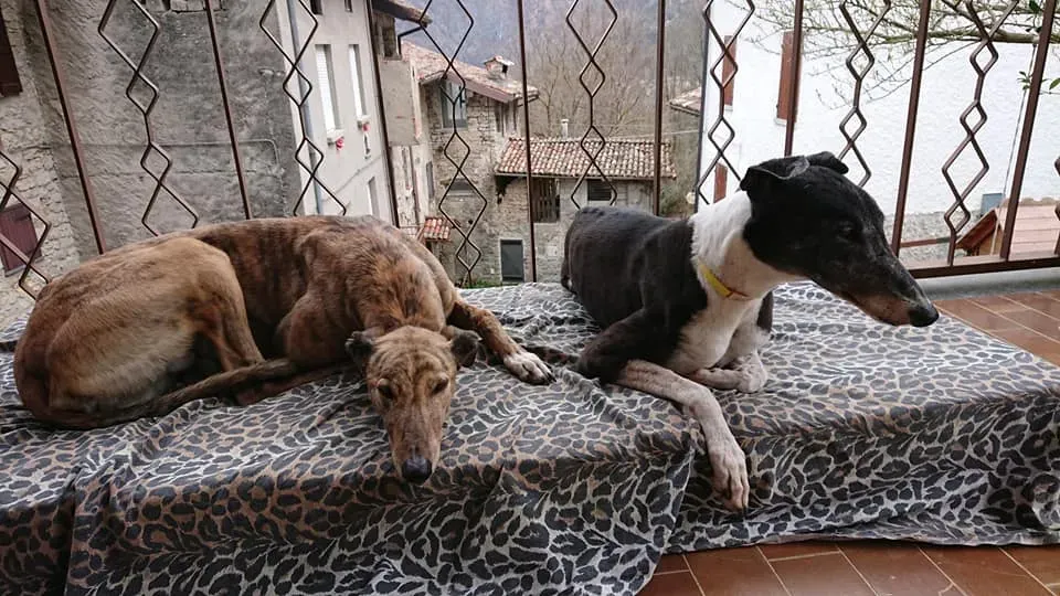 nayra adozione greyhound macao 12