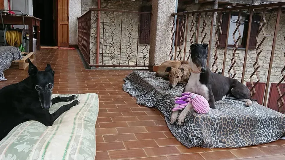 nayra adozione greyhound macao 13